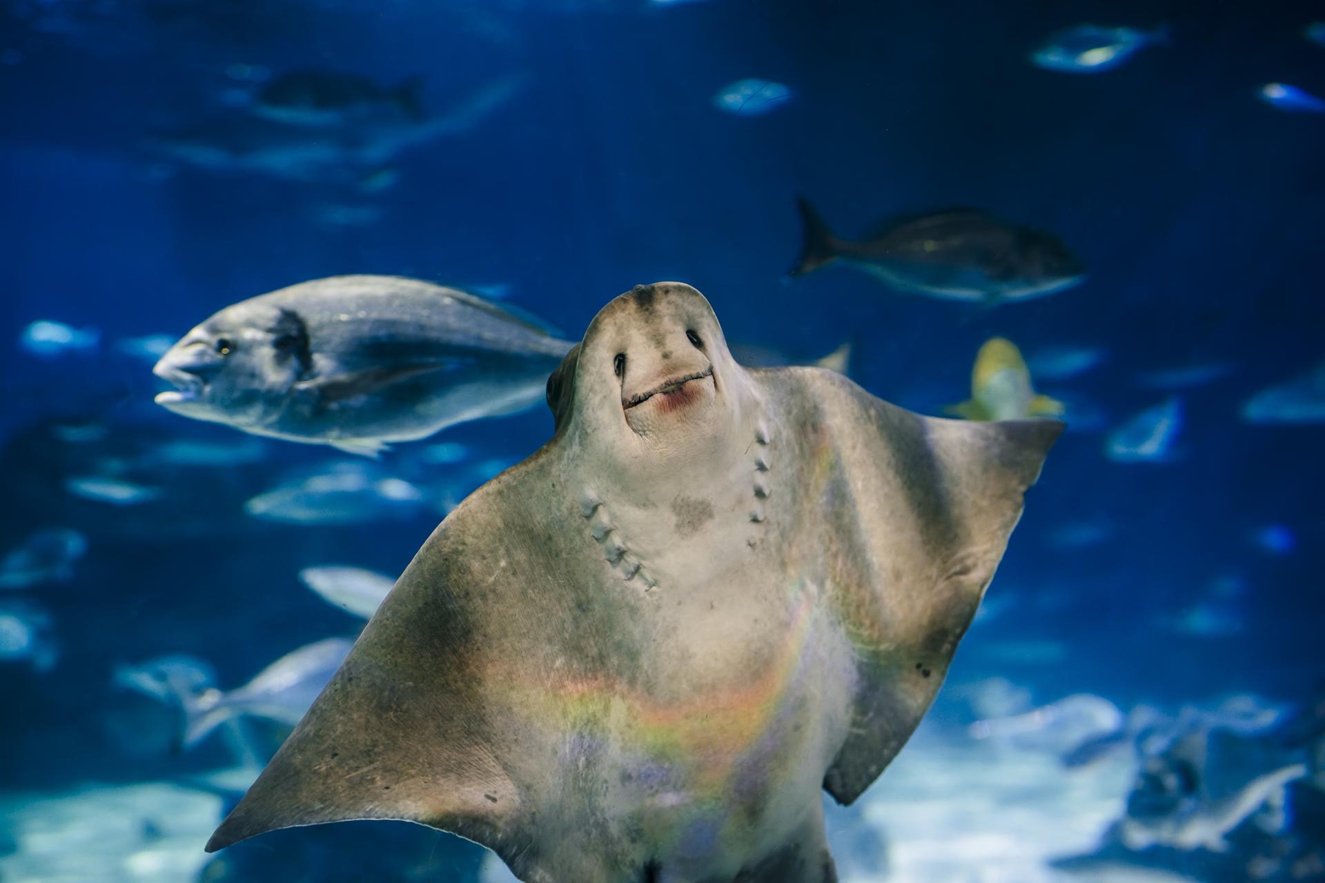 Barcelona Aquarium Ticket - Thumbnail 7