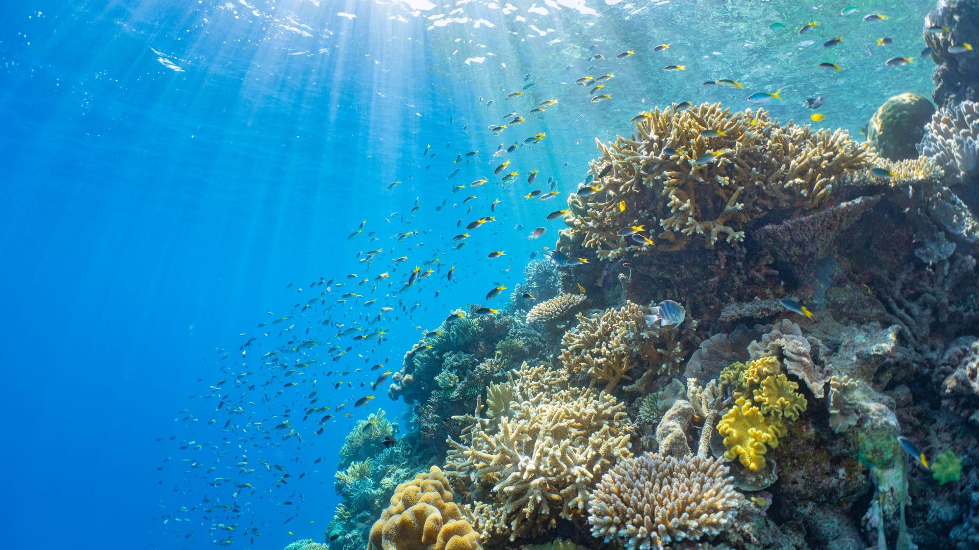 Cairns Great Barrier Reef Full-Day Tour with Helicopter Flight - Thumbnail 6
