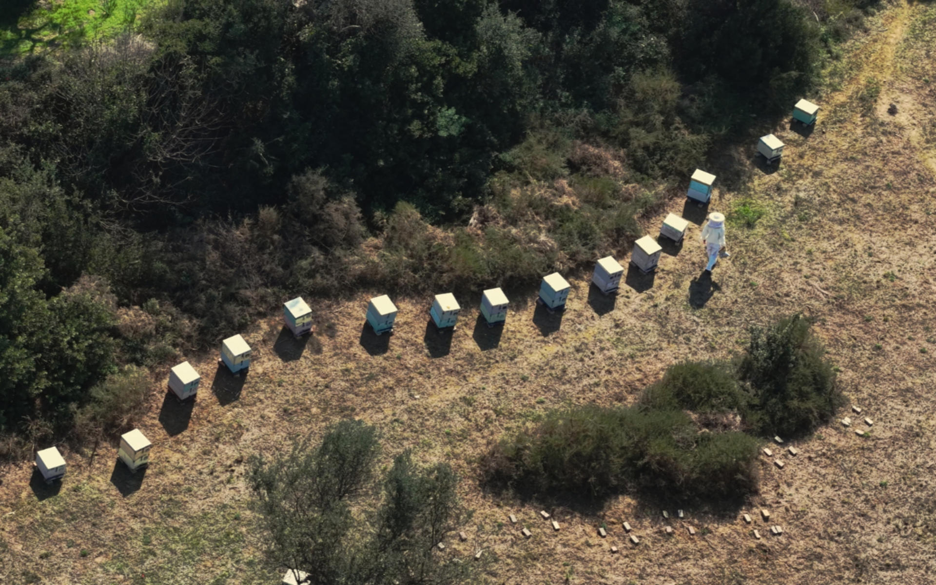 Beekeeping Experience and Honey Tasting in Kalamata - Thumbnail 2