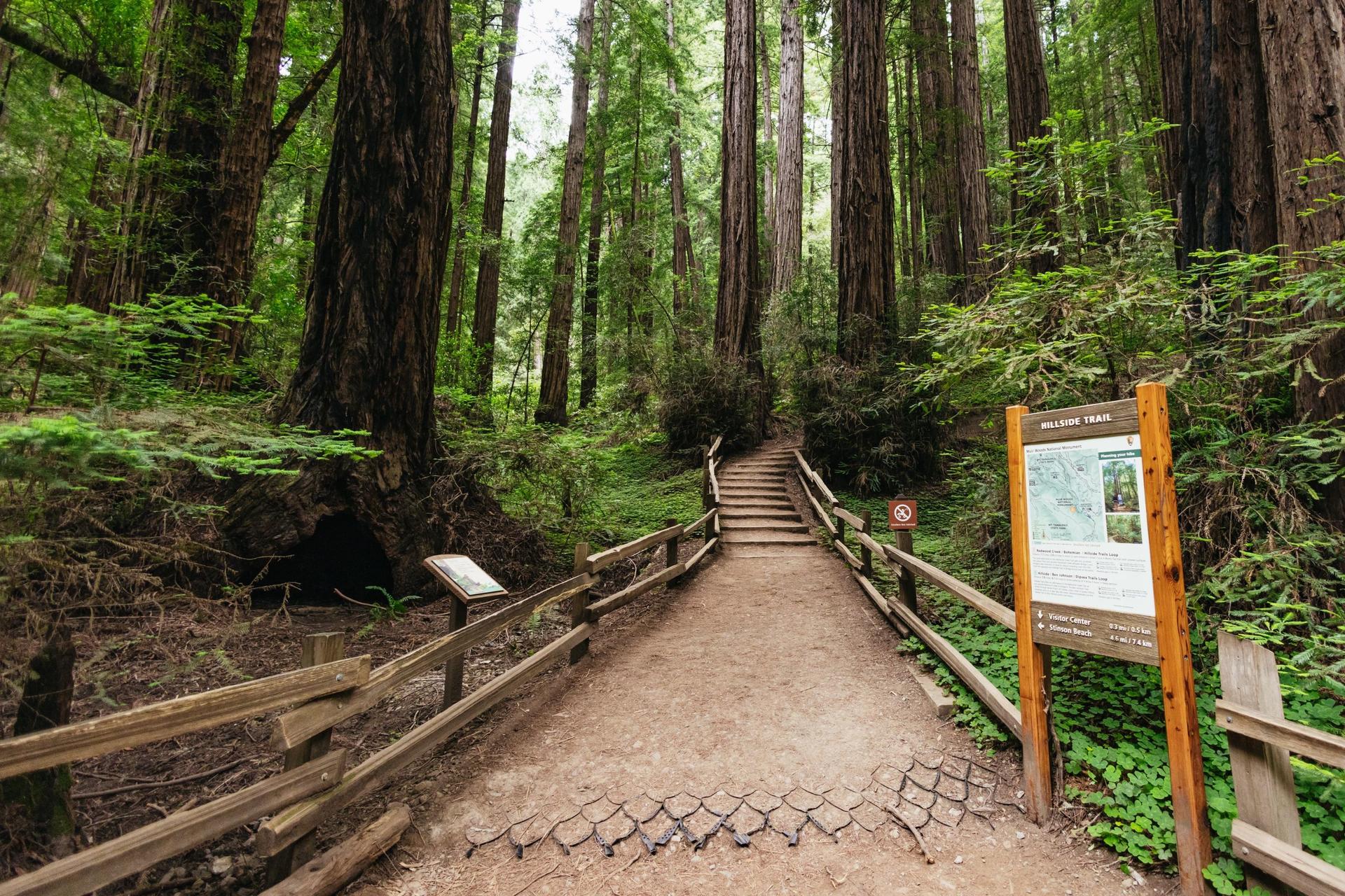 Muir Woods and Sausalito Half Day Tour - Thumbnail 5