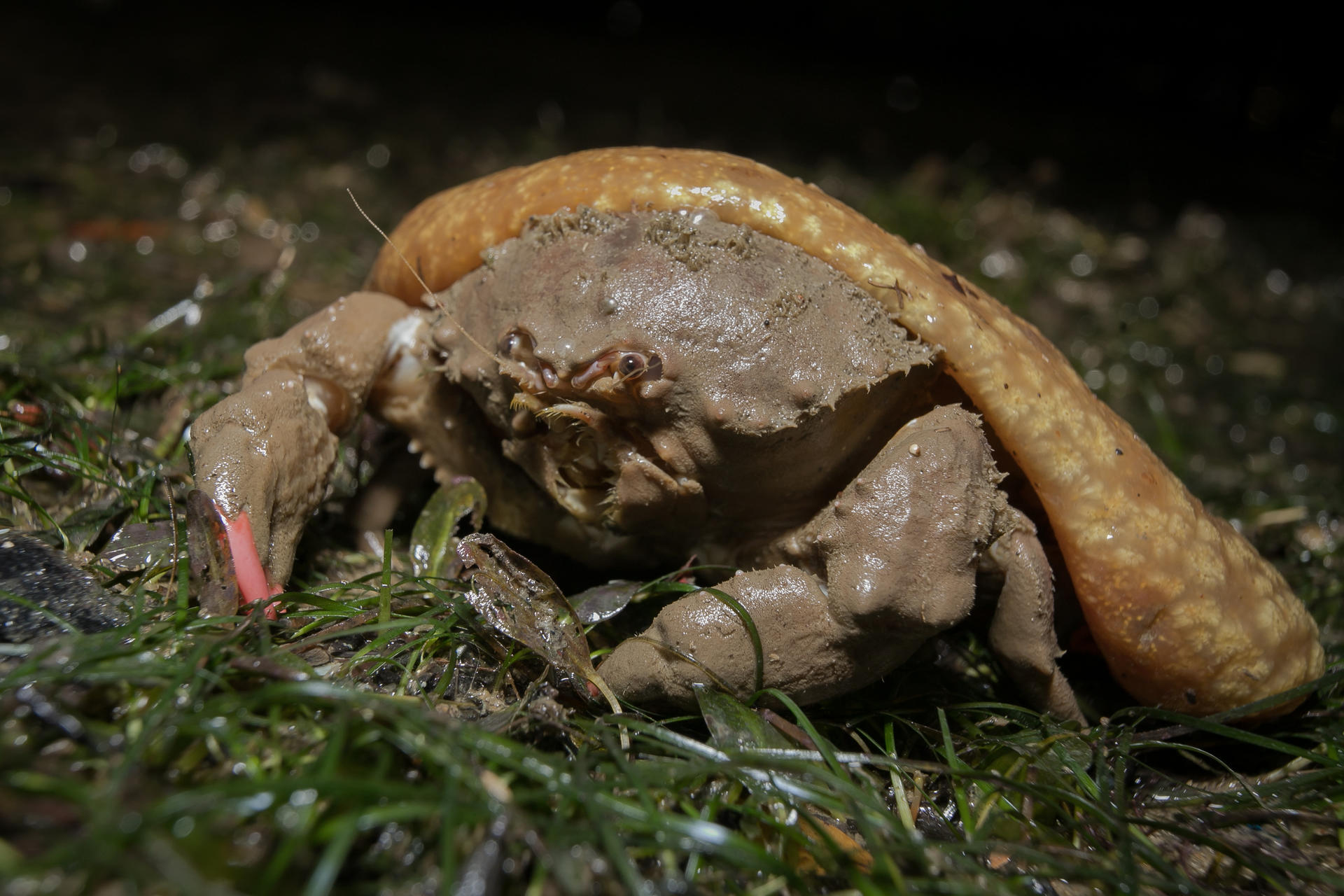 Experiential Intertidal Exploration by The Untamed Paths - Thumbnail 12