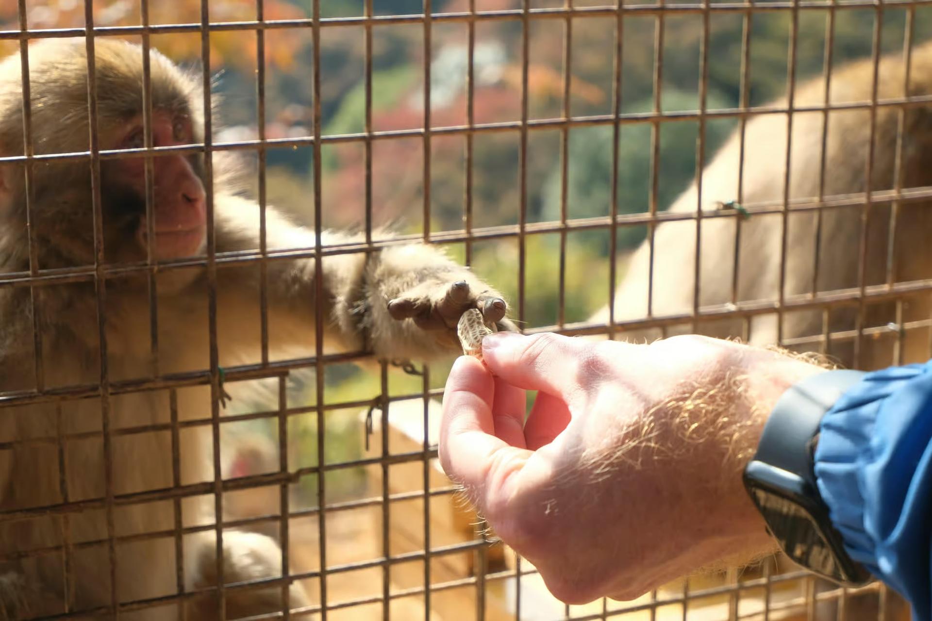Ultimate Kyoto Arashiyama Tour: Bamboo, Monkeys, Zen Gardens & Gems - Thumbnail 17
