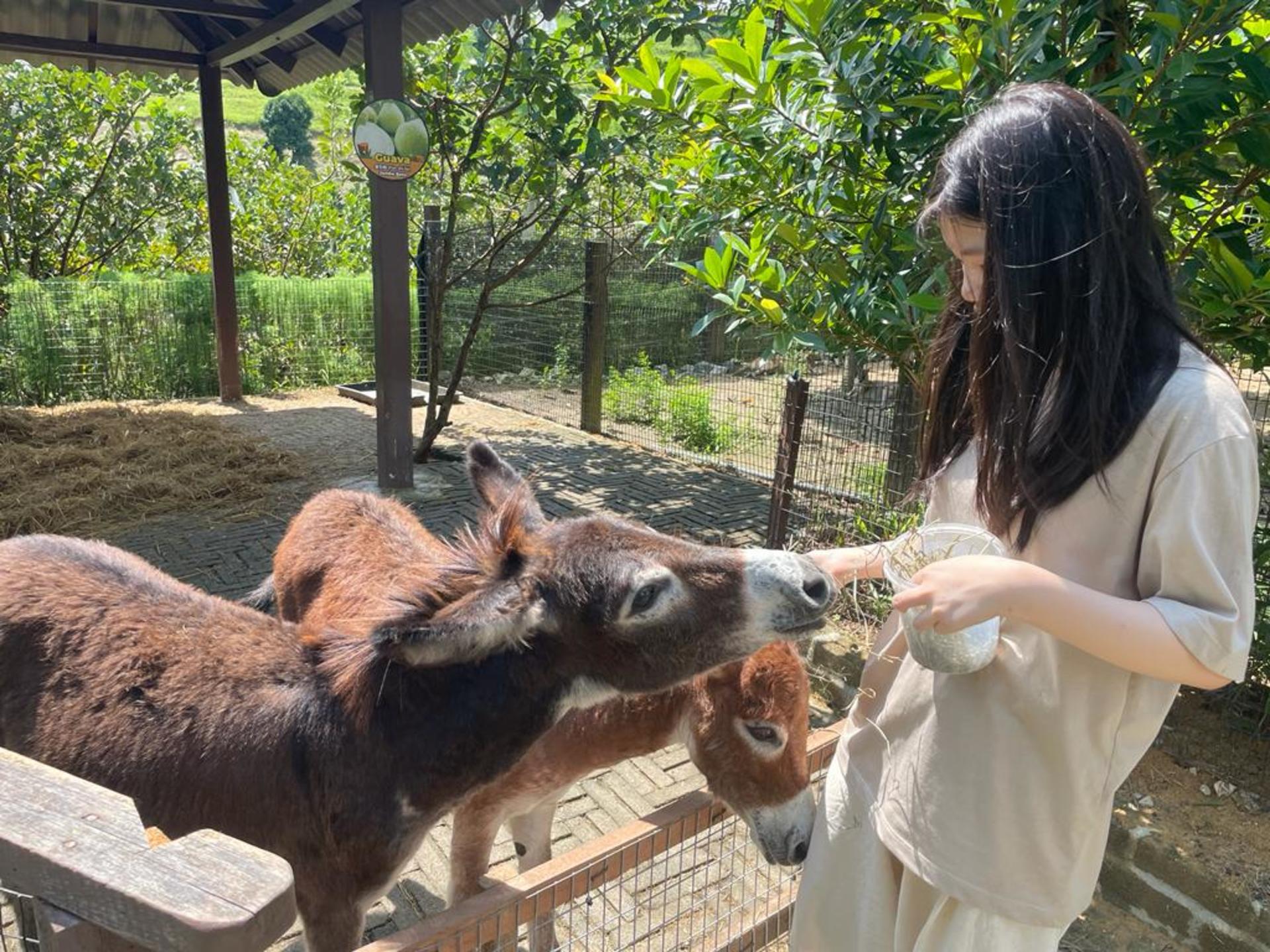 The Bentong Farm Ticket in Pahang - Thumbnail 10