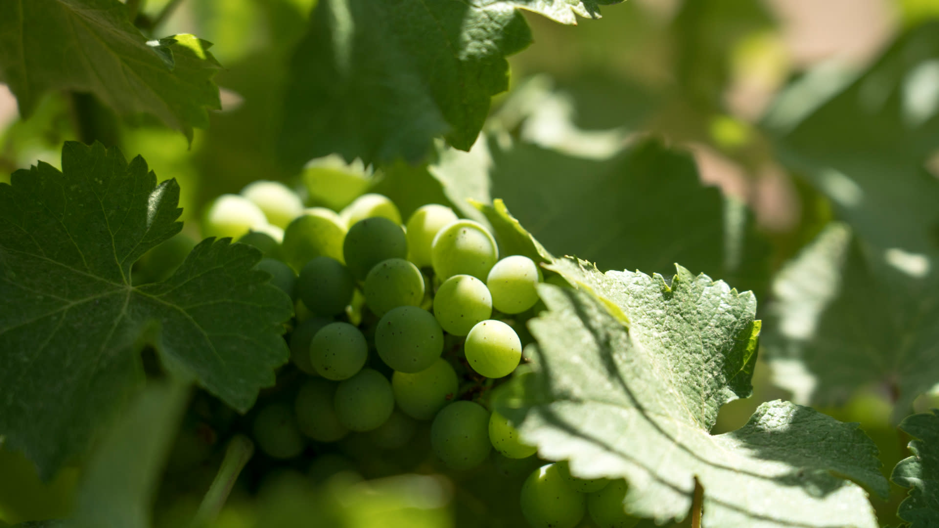Côte de Provence Wine Tour from Aix-en-Provence - Thumbnail 5