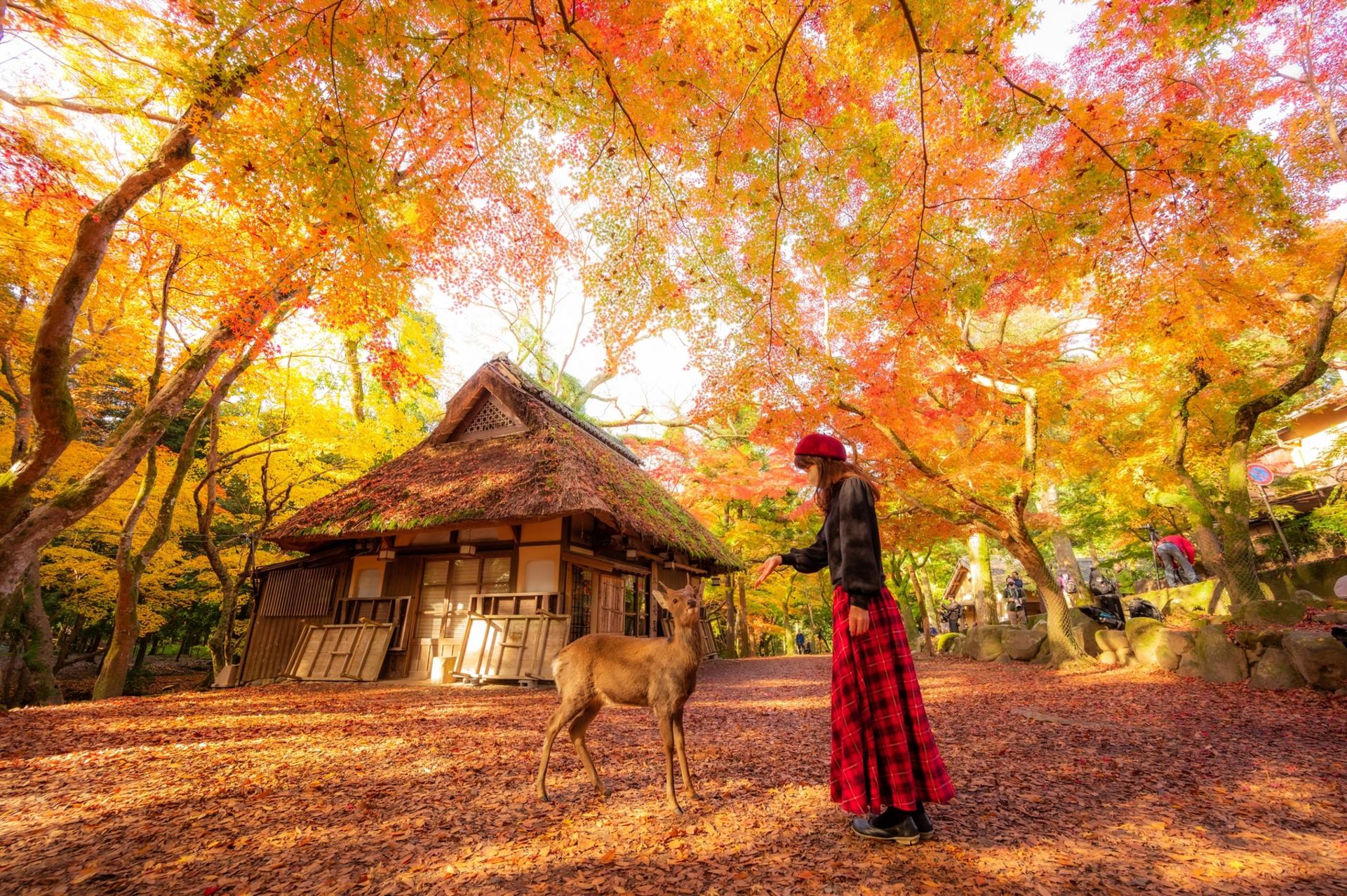 Kyoto & Nara Tour – Small Group - Thumbnail 2