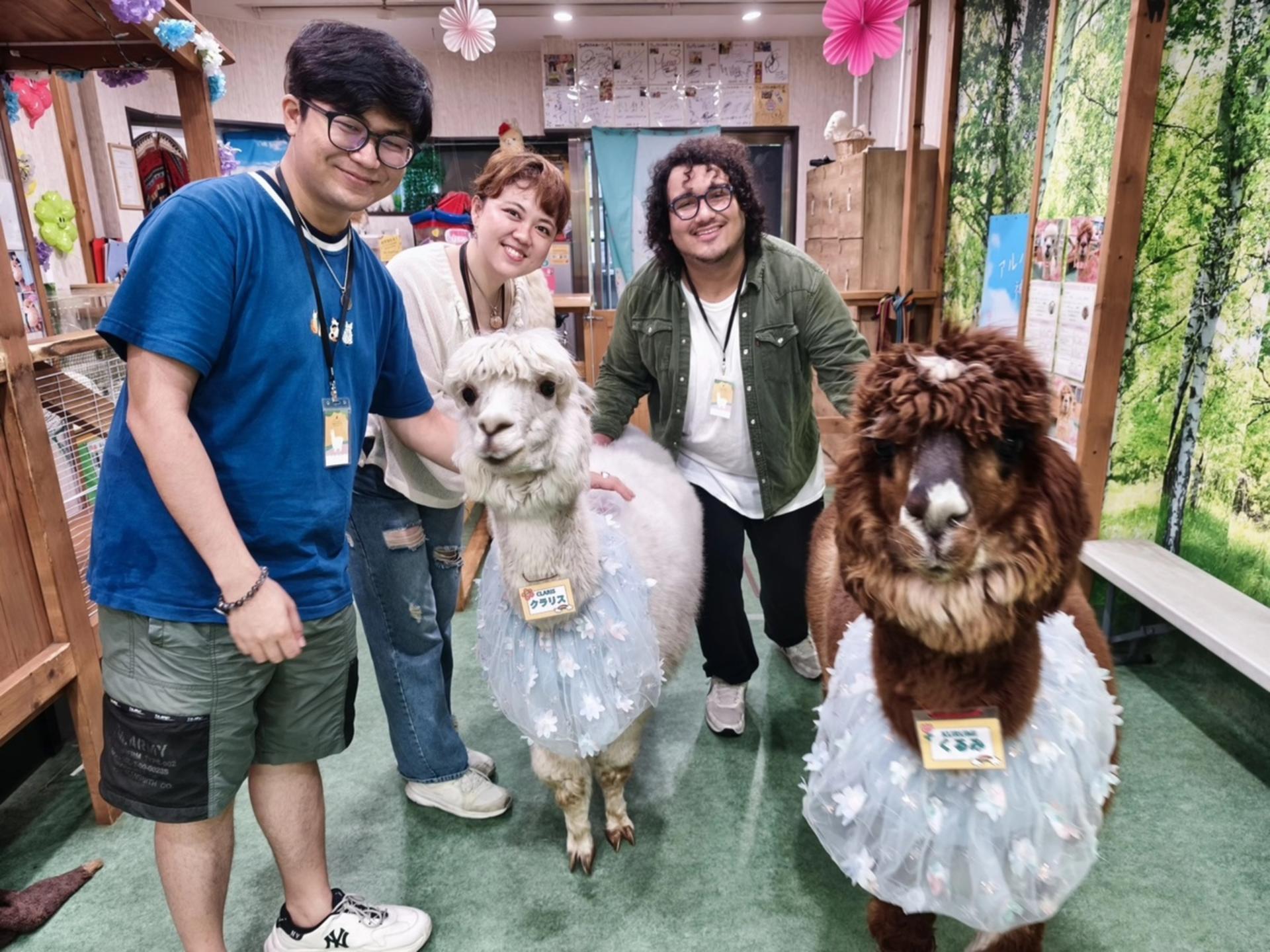 Alpaca Petting Experience in Tokyo【Alpaca Petting Park】 - Thumbnail 6