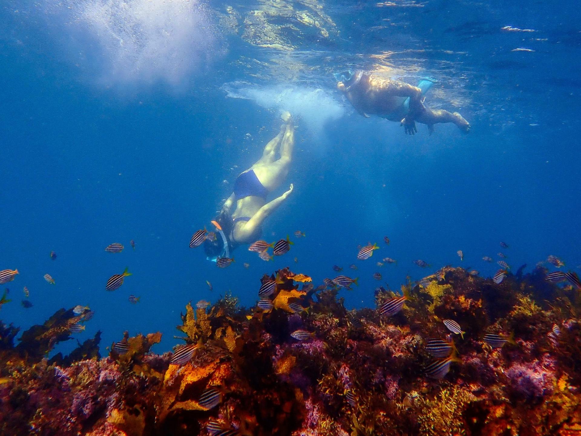 Private Snorkeling Tour In Sydney's Marine - Image 1