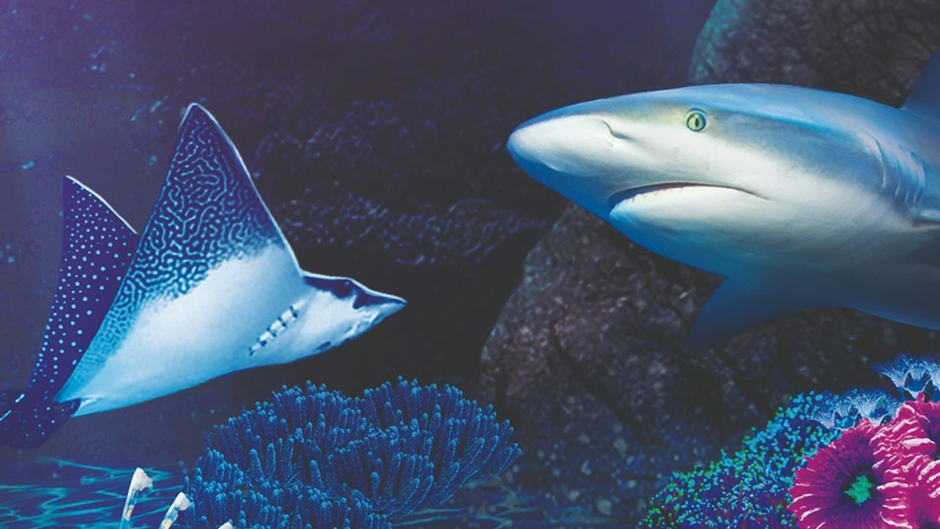 Sea Life Benalmadena Ticket - Image 1