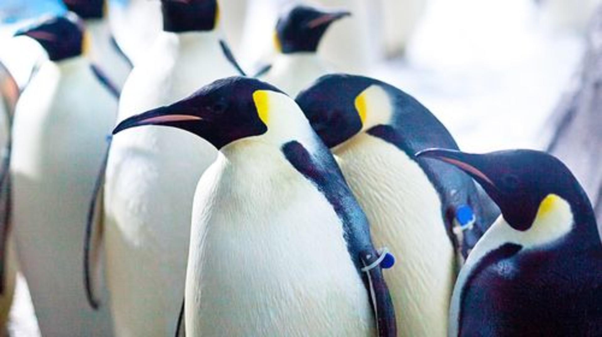 Chengdu Polar Ocean Park - Thumbnail 6