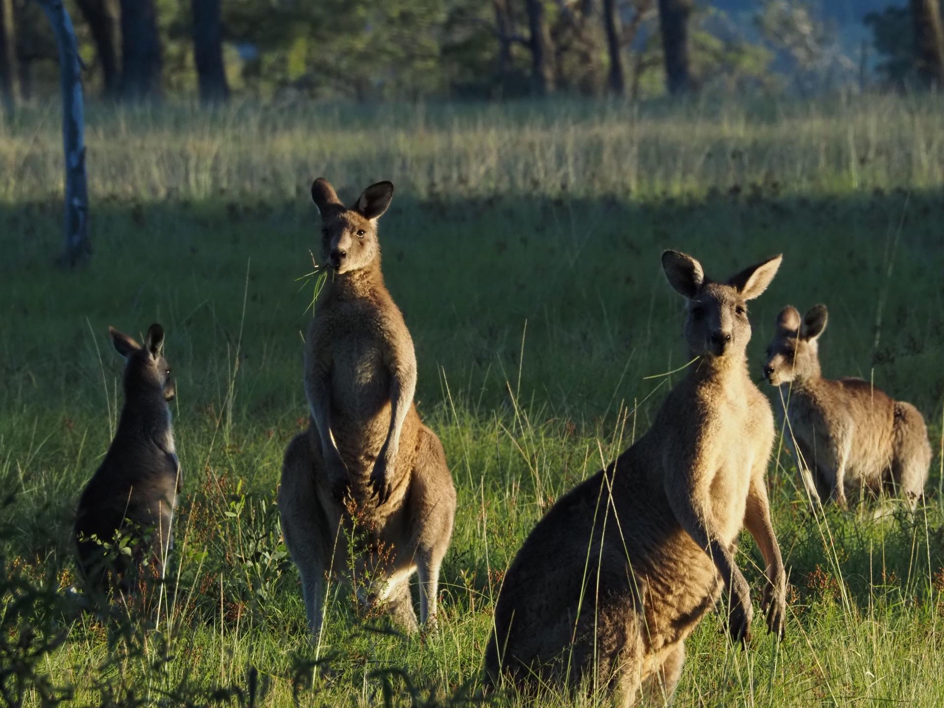 Sydney Wildlife Safari from Sydney - Thumbnail 21