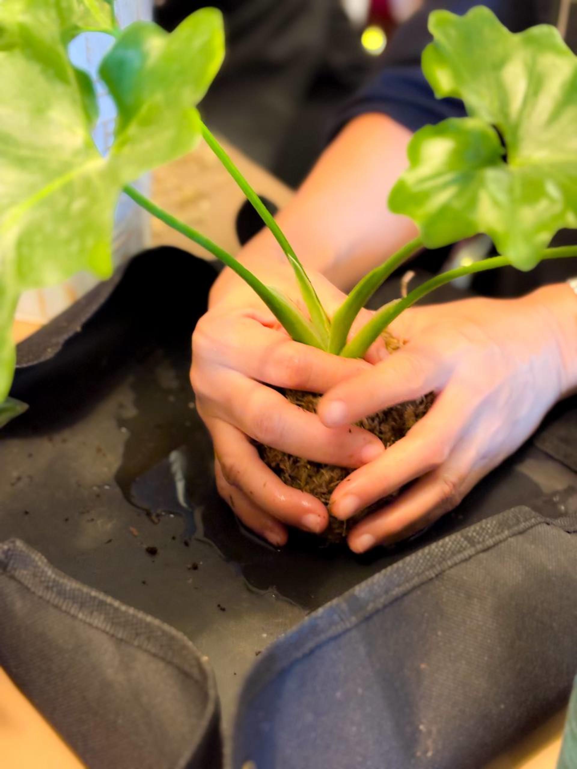 Kokedama Workshop - Thumbnail 32