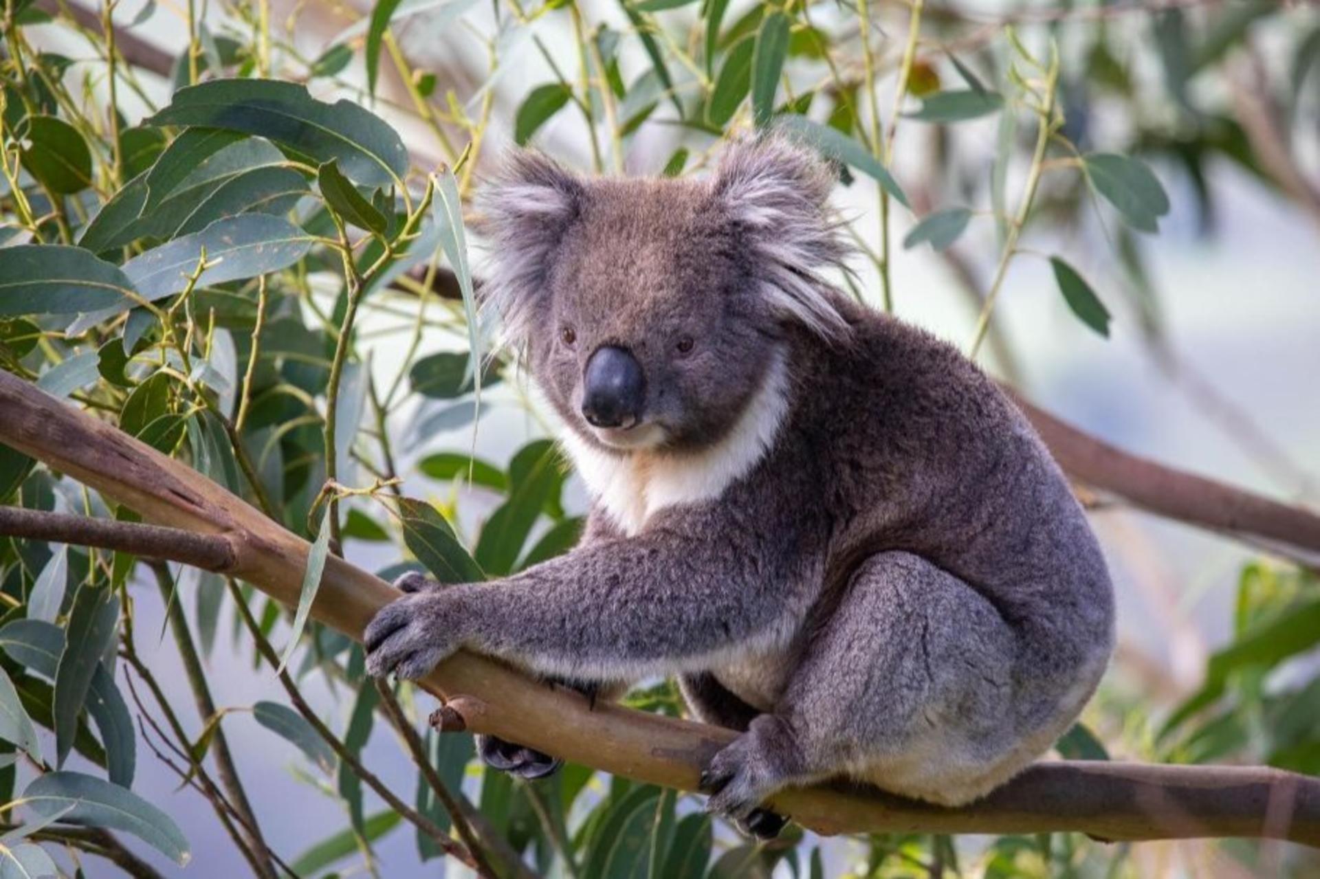 Melbourne  Penguins Koalas Kangroos TOUR-Melbourne City Tour JEWELS - Thumbnail 2