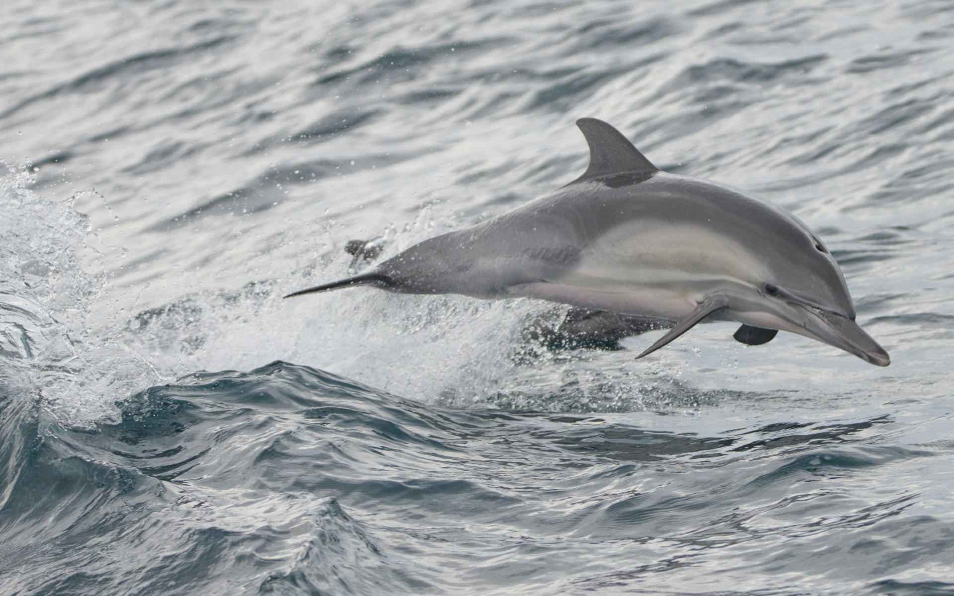 Marine Wildlife Adventure Whale & Dolphin Watching from Long Beach - Thumbnail 7