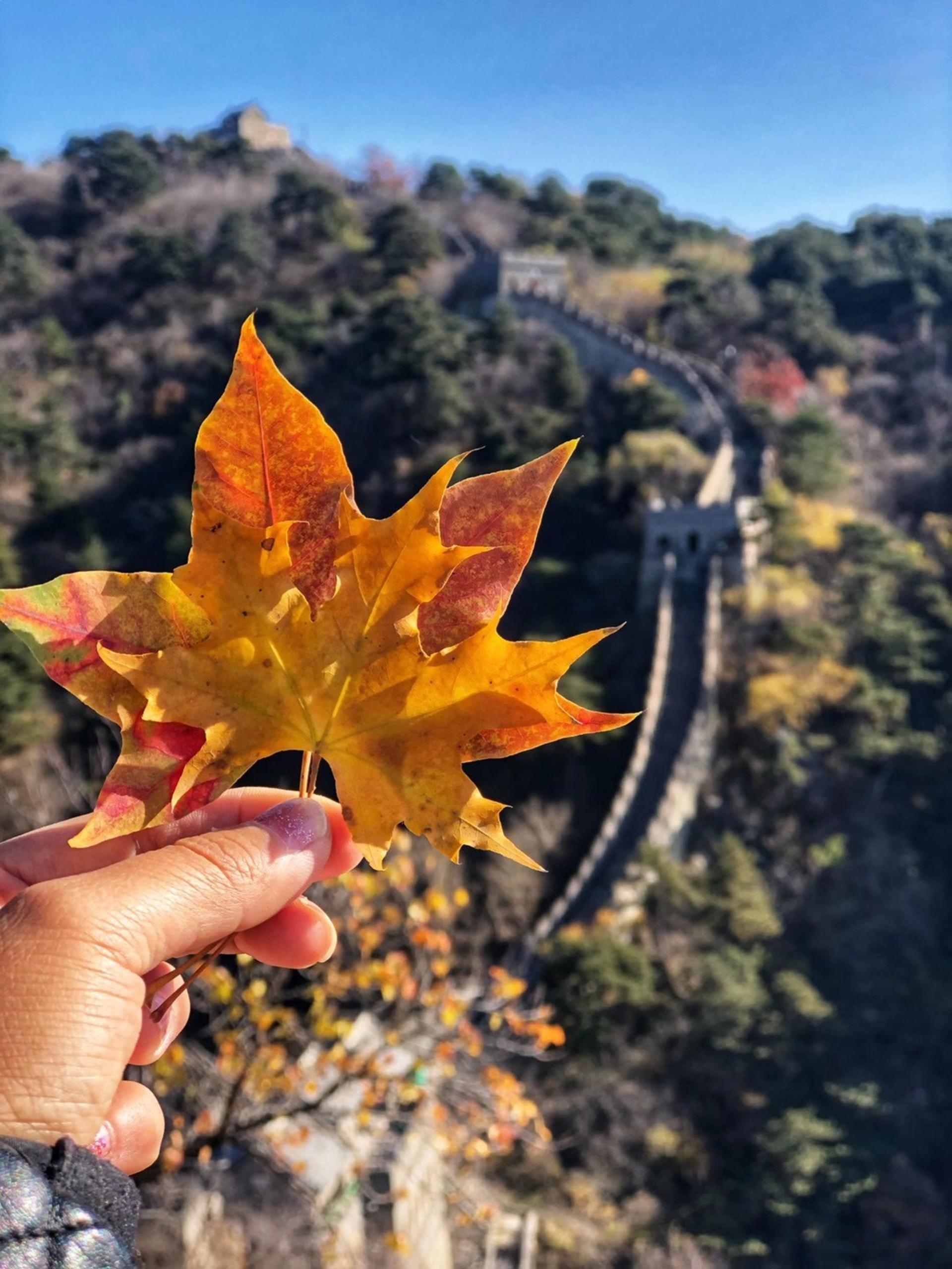 Beijing Mutianyu Great Wall & Forbidden City  Day Tour - Thumbnail 16
