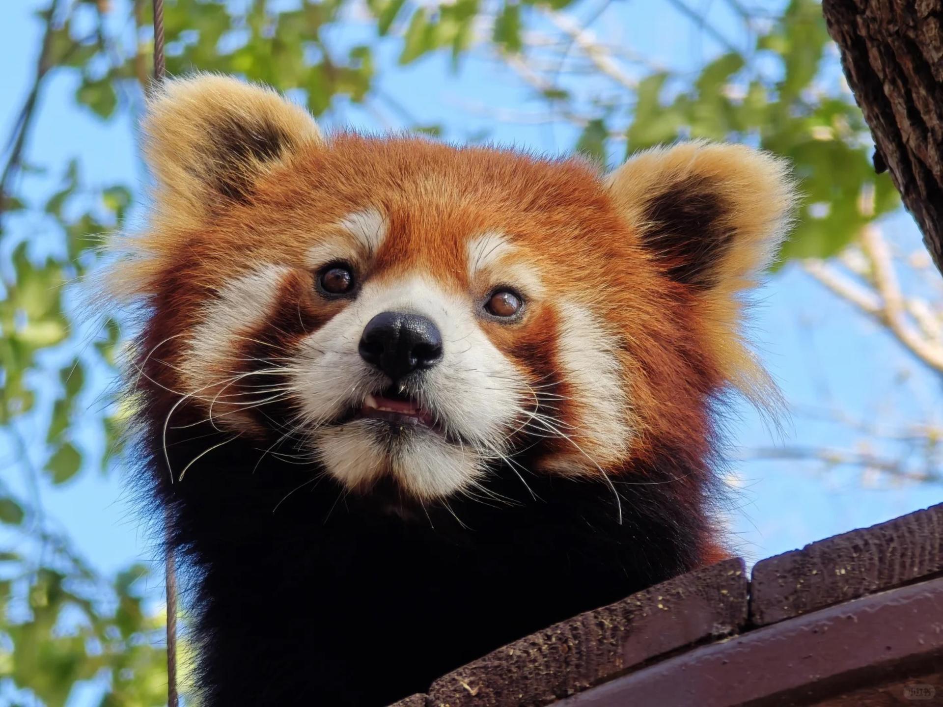 Shanghai Wild Animal Park Full-Day Animal Encounter Tour - Thumbnail 7