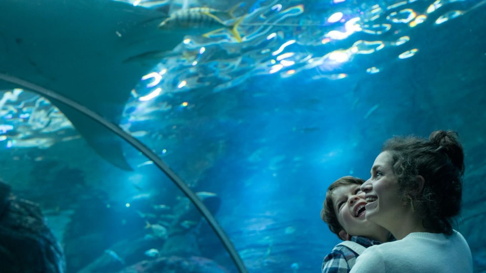 Nausicaa Centre National de La Mer ticket in Boulogne-sur-Mer - Thumbnail 2