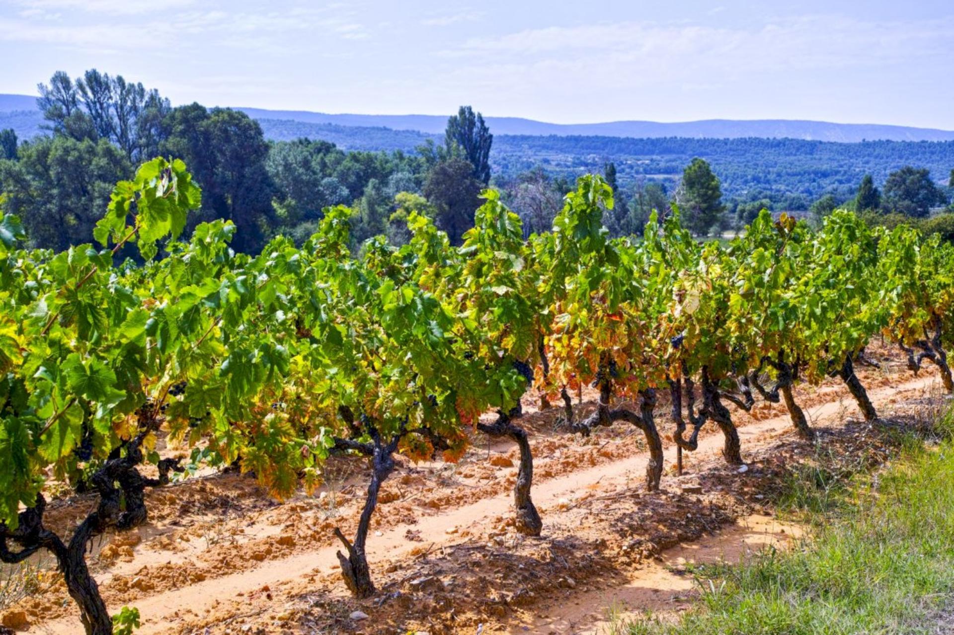 Provence Half Day Wine Tour from Aix en Provence - Thumbnail 5