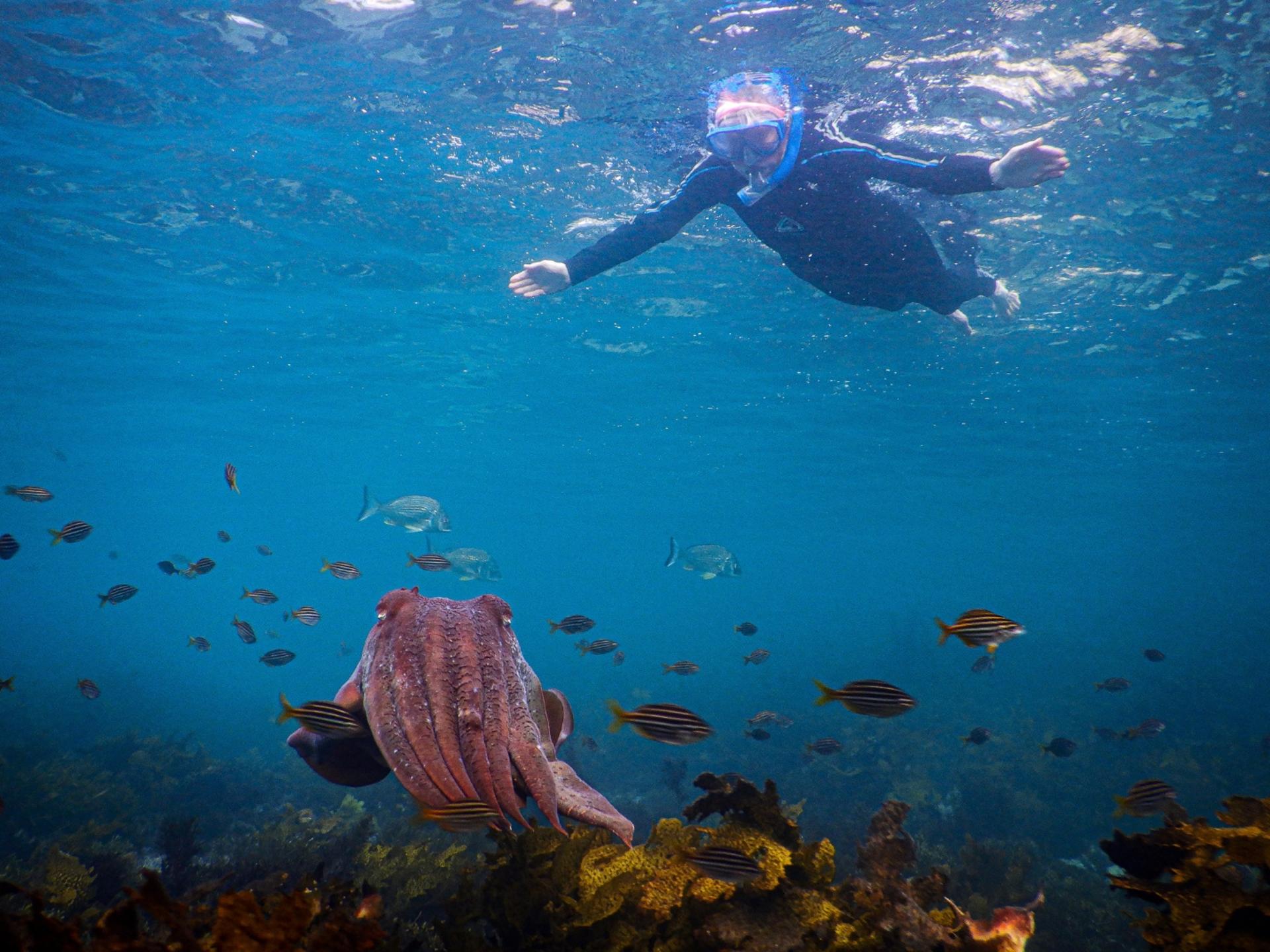 Private Snorkeling Tour In Sydney's Marine - Thumbnail 2