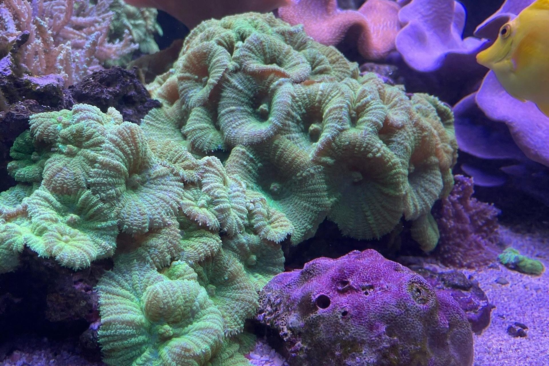 Amneville Aquarium ticket - Thumbnail 3