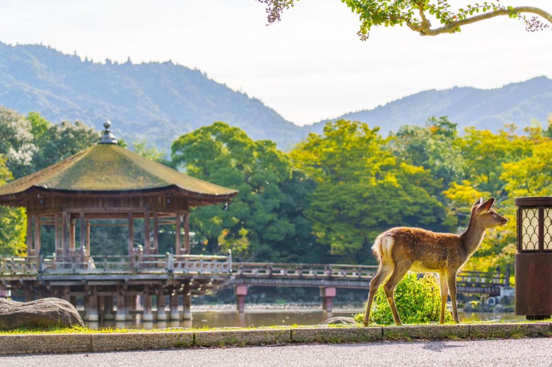 [1 Person Group] Meet adorable deer, stroll through ancient capitals: Kyoto, Nara, Osaka Kansai classic panoramic one-day tour - Thumbnail 12