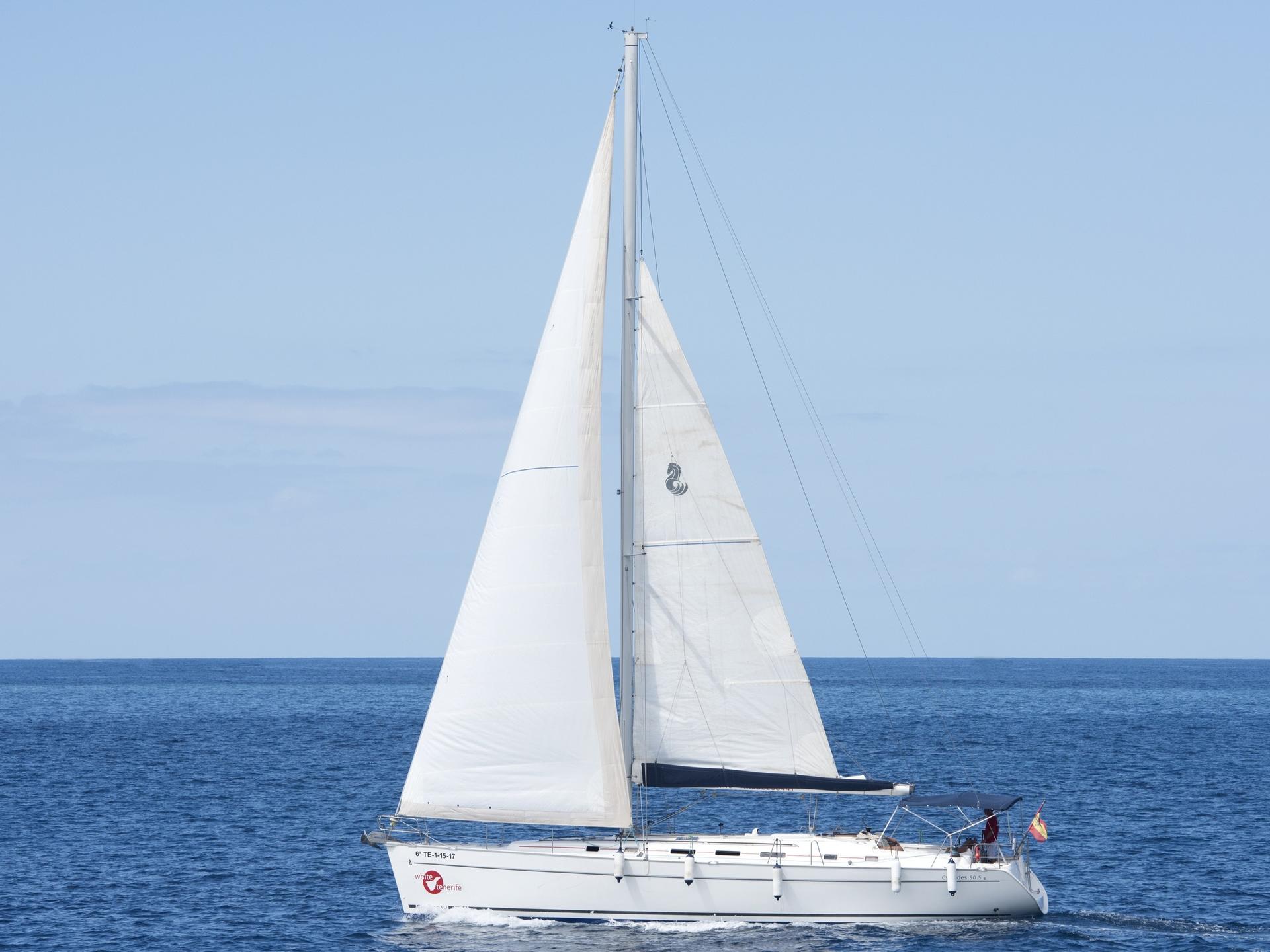 Whale and dolphin watch experience in Costa Adeje - Thumbnail 2