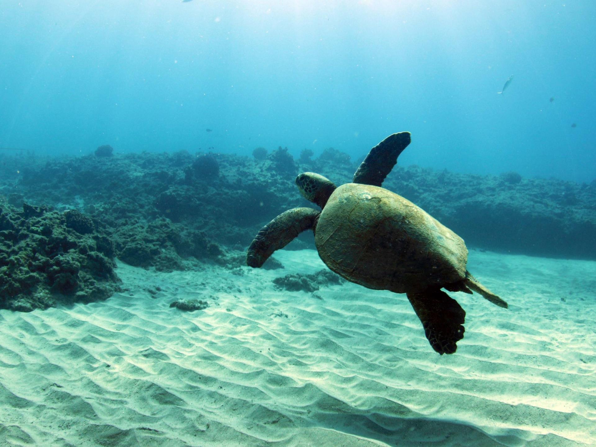 Luxury Morning Snorkel Cruise with Dolphin Watching in Oahu - Thumbnail 18