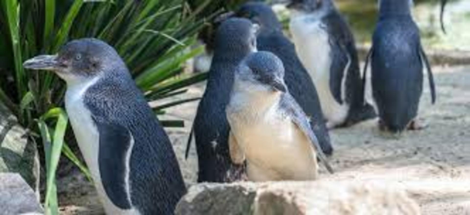 Melbourne  Penguins Koalas Kangroos TOUR-Melbourne City Tour JEWELS - Thumbnail 11