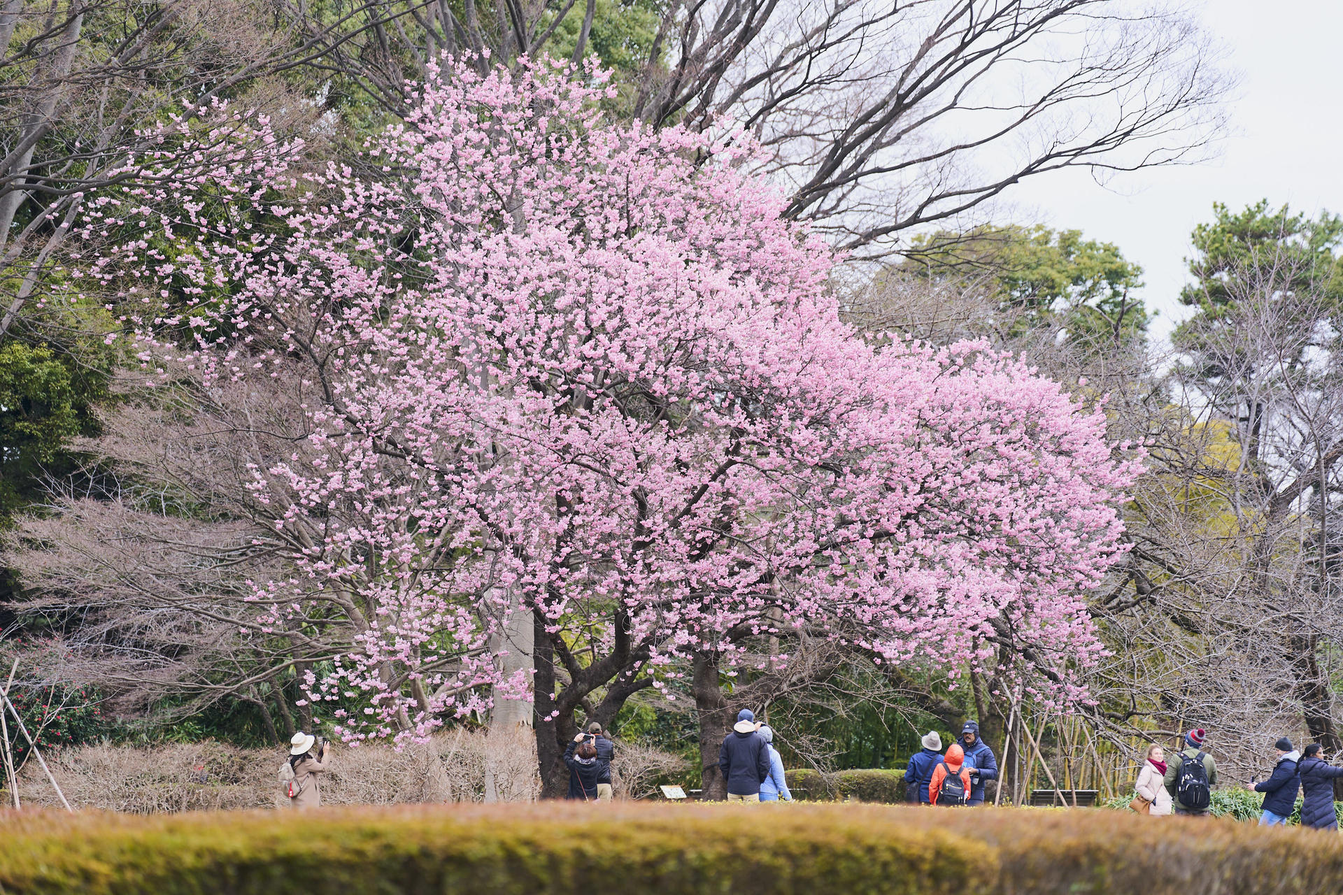 Tokyo Castle & Imperial PalaceーShogun Walking Tour - Thumbnail 2