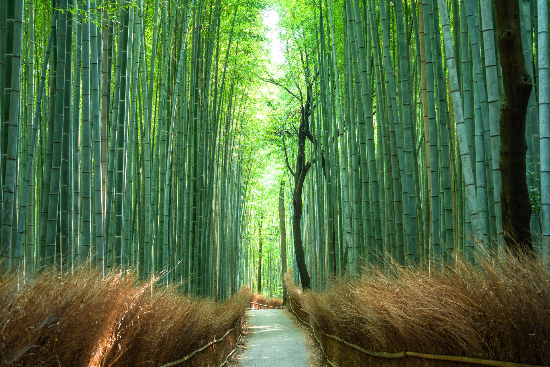 Half-day private tour of Arashiyama Monkey Park and Arashiyama's famous spots - Thumbnail 3