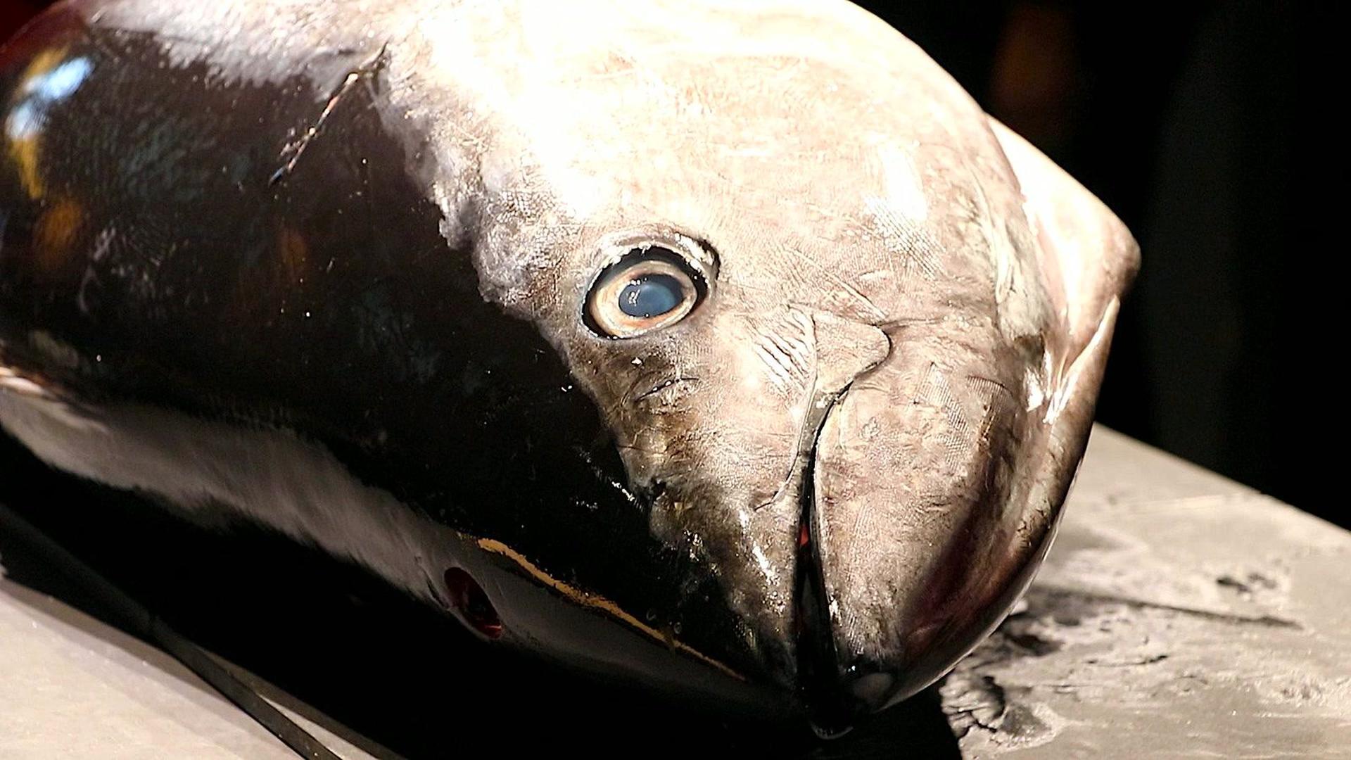 Tokyo: Tuna Cutting Show with Unlimited Sushi & Drinks - Thumbnail 41