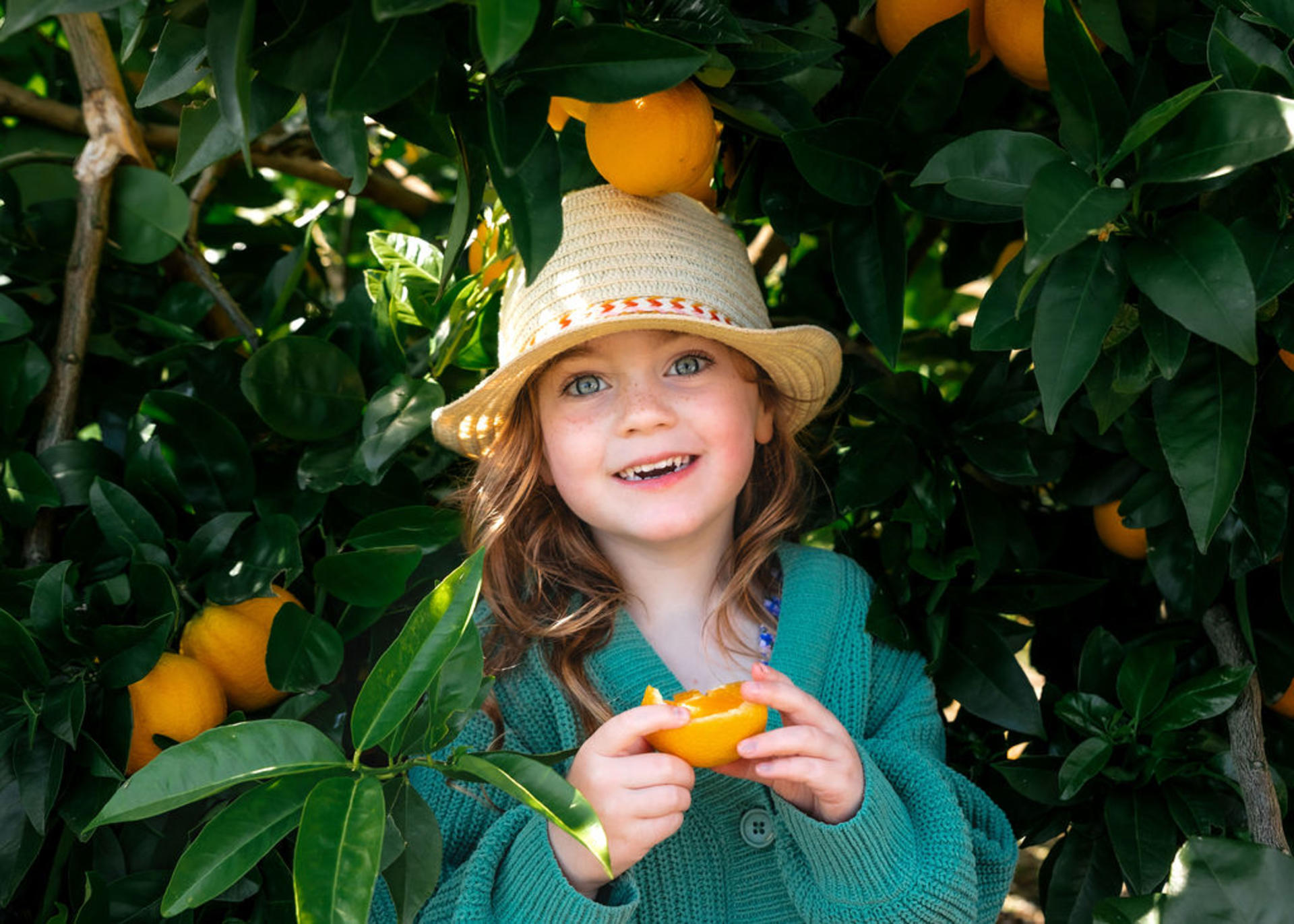 Melbourne's Yarra Valley Orchard Tour - Image 1