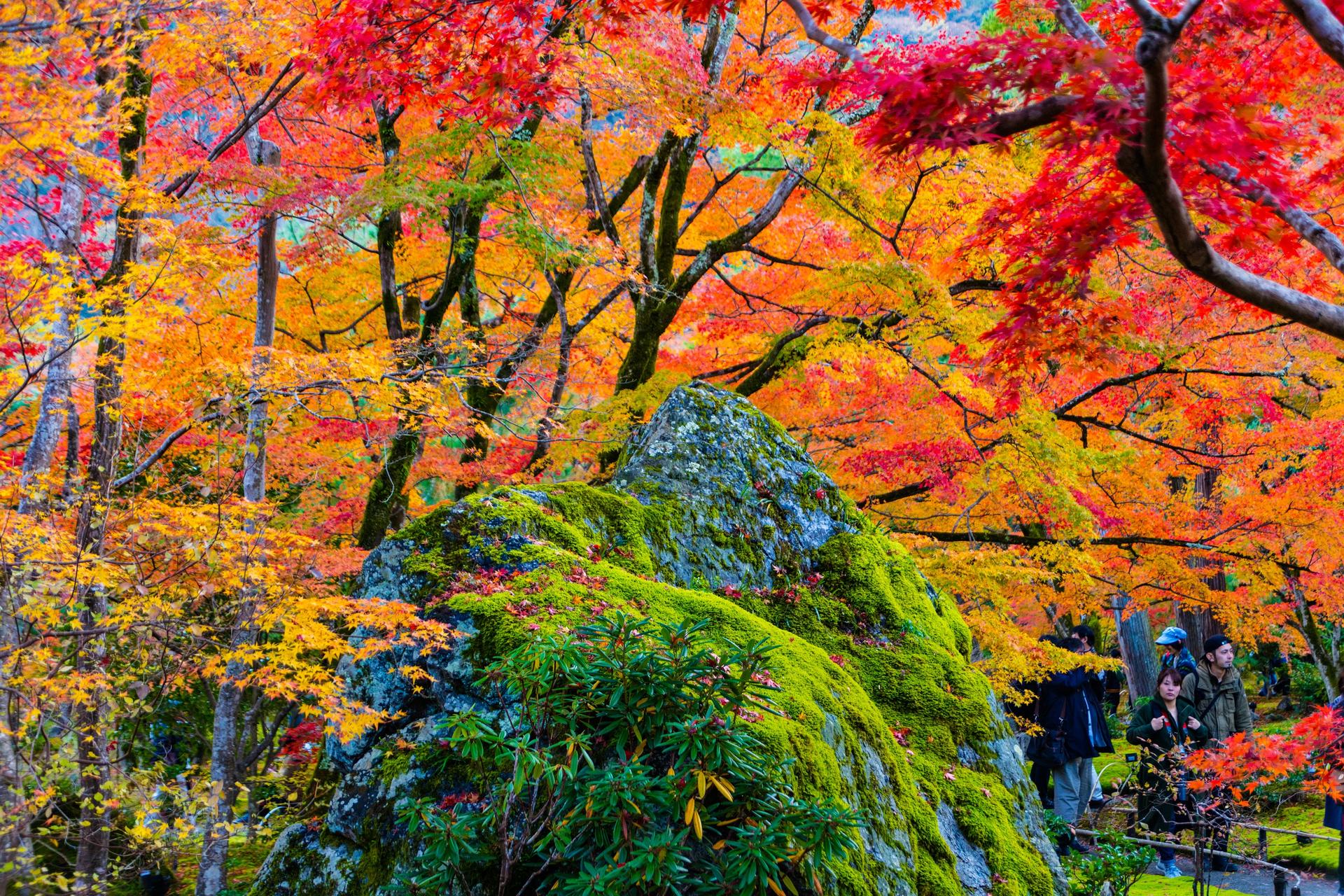 Arashiyama Tour with Optional Sagano Romantic Train Ride - Thumbnail 11
