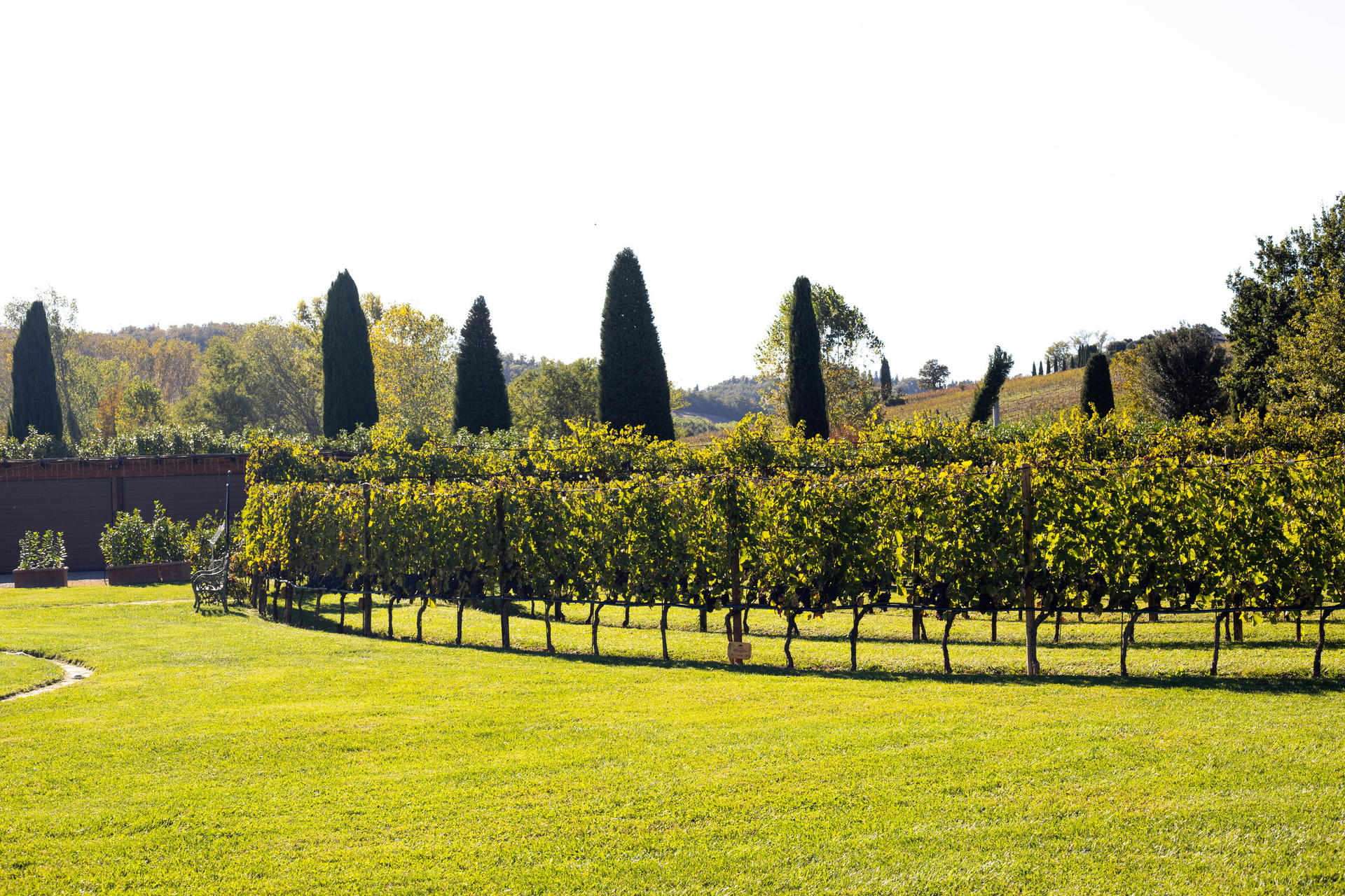 Chianti Half Day Wine tour from Florence - Thumbnail 3