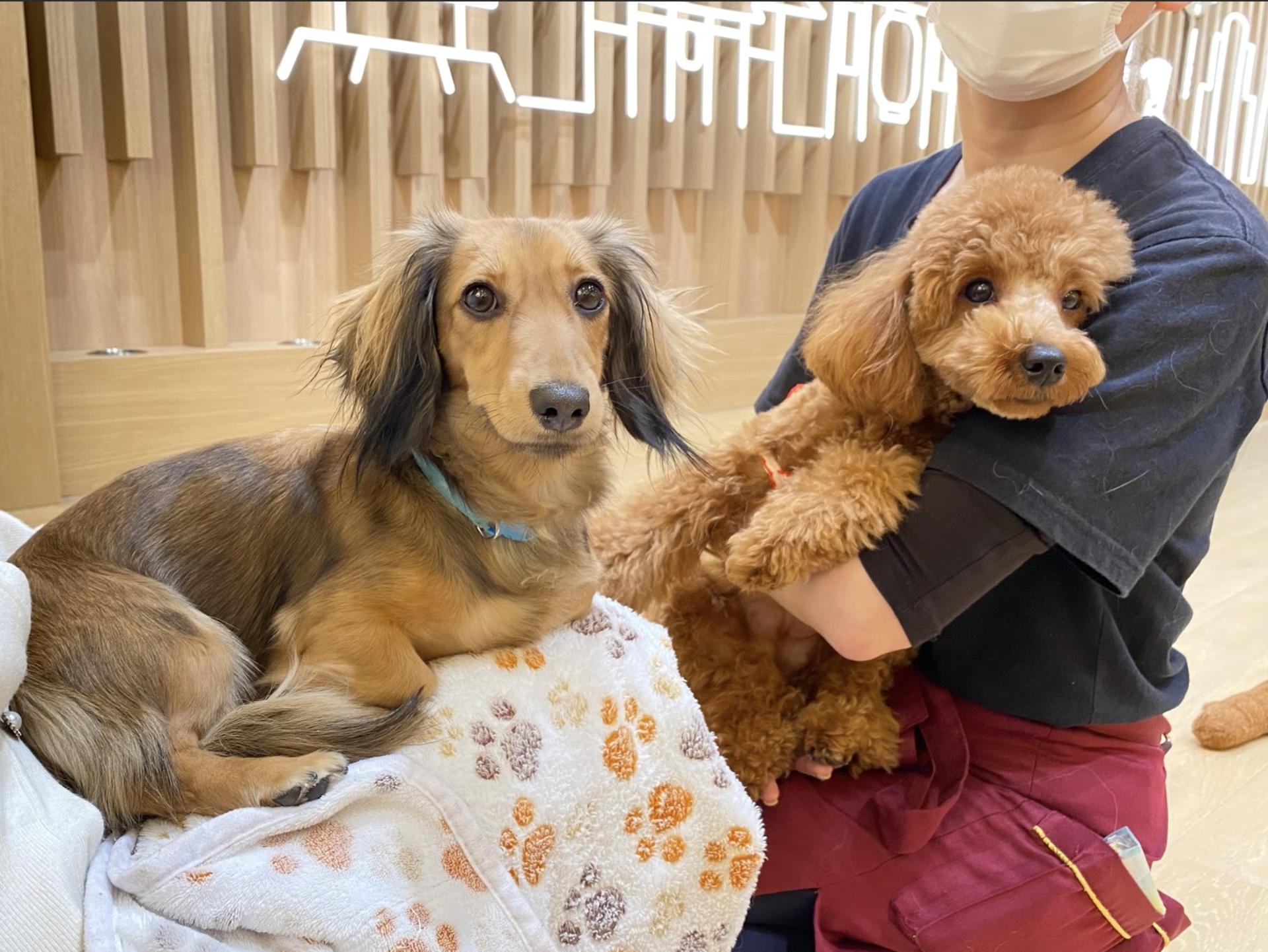 Play with Dogs at Dog Cafe Rio Asakusa [Dog Cafe Rio Asakusa] - Thumbnail 6