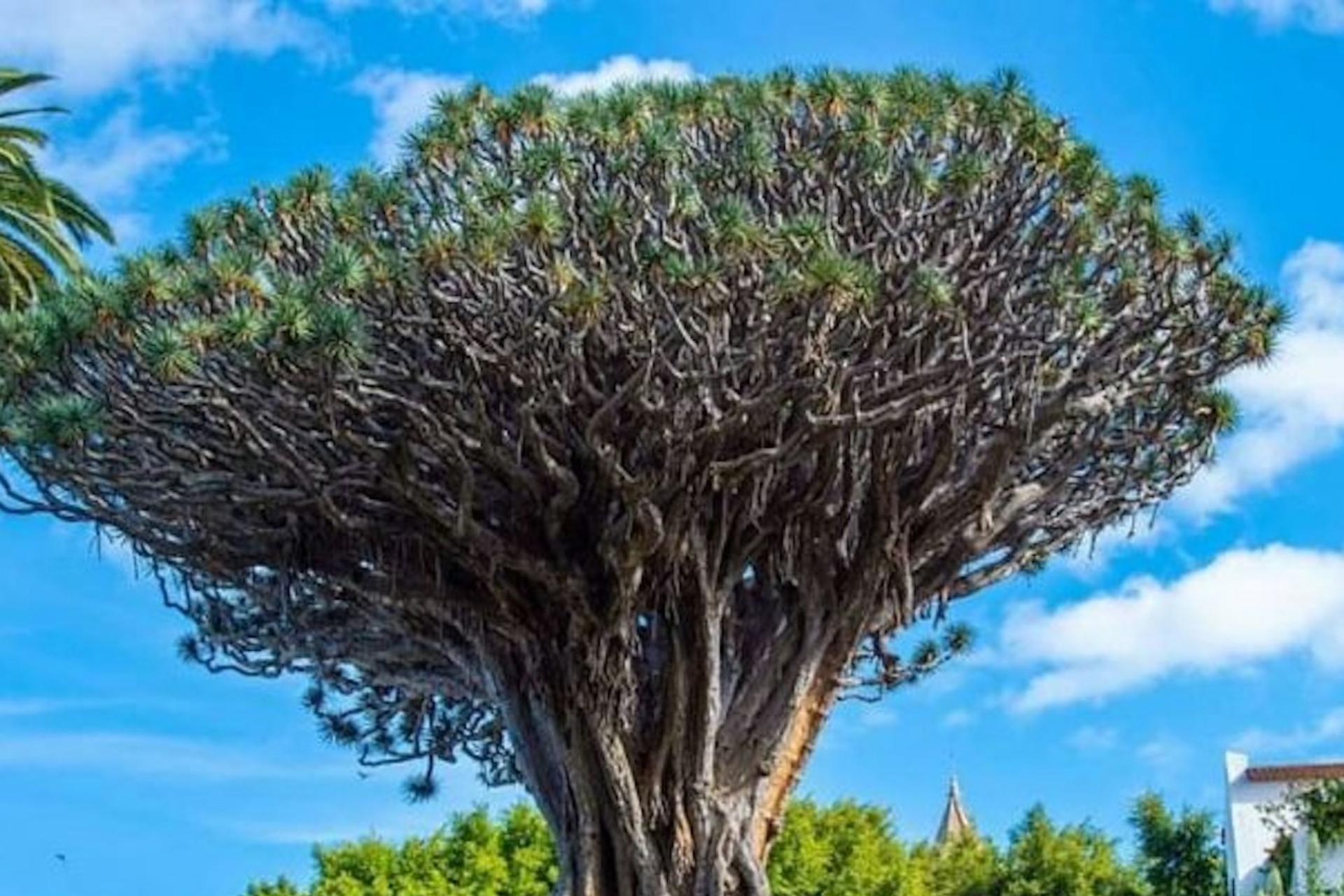 Dragon tree and botanical gardens ticket in Tenerife - Thumbnail 2