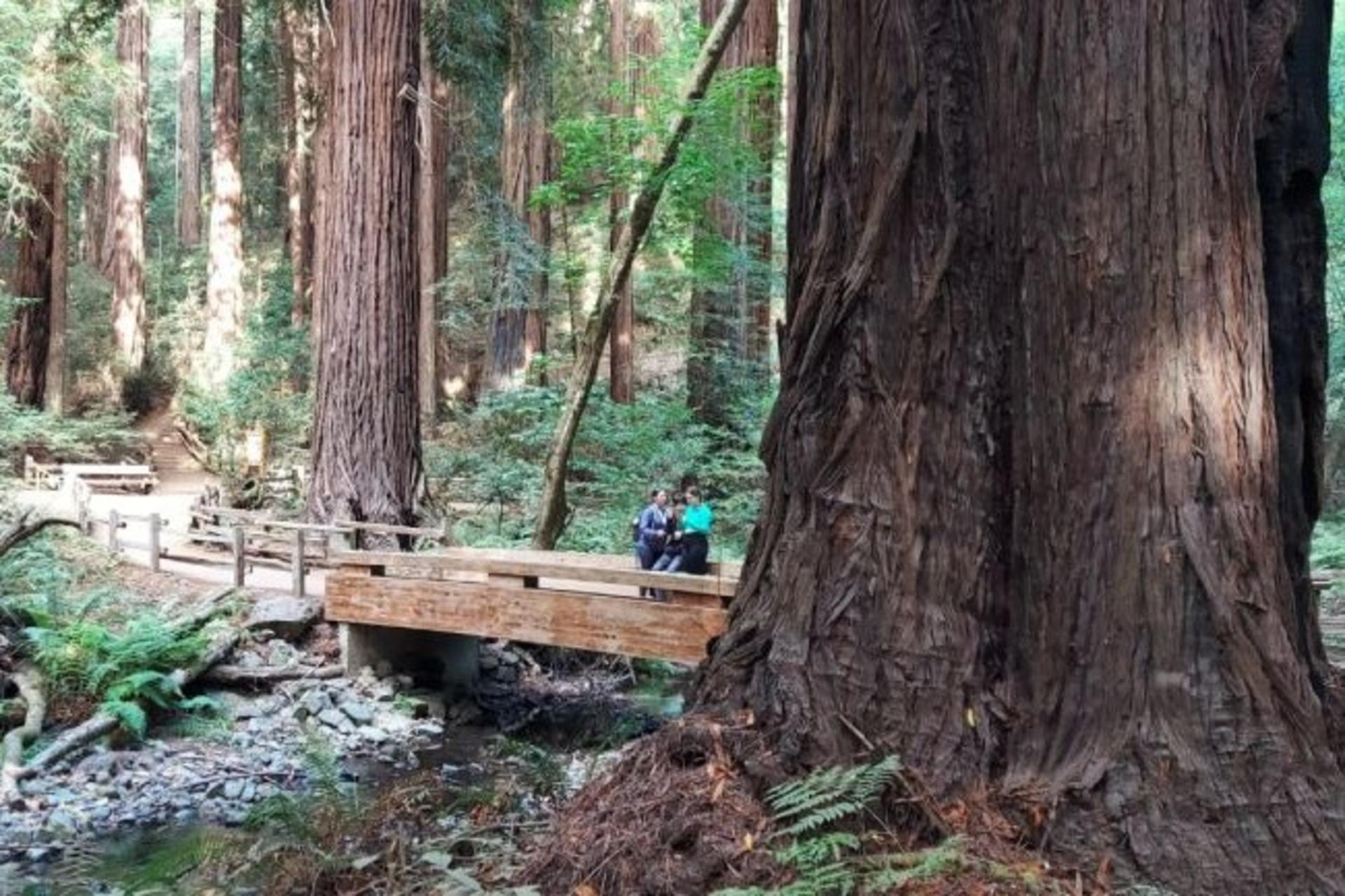 Muir Woods and Sausalito Half-Day Small Group Tour - Thumbnail 3