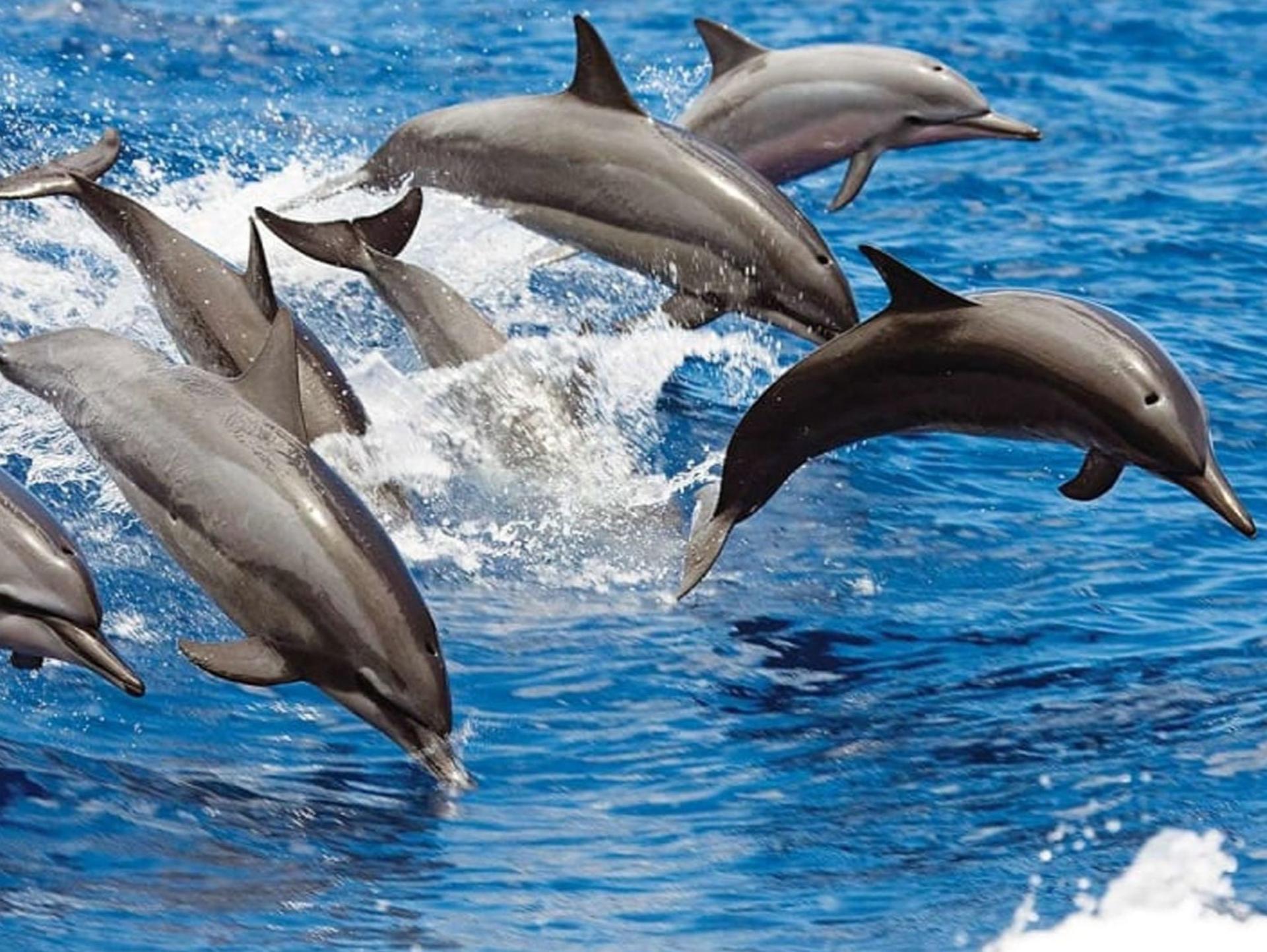 Morning Dolphin and Snorkel Excursion From Waianae Harbor - Image 1