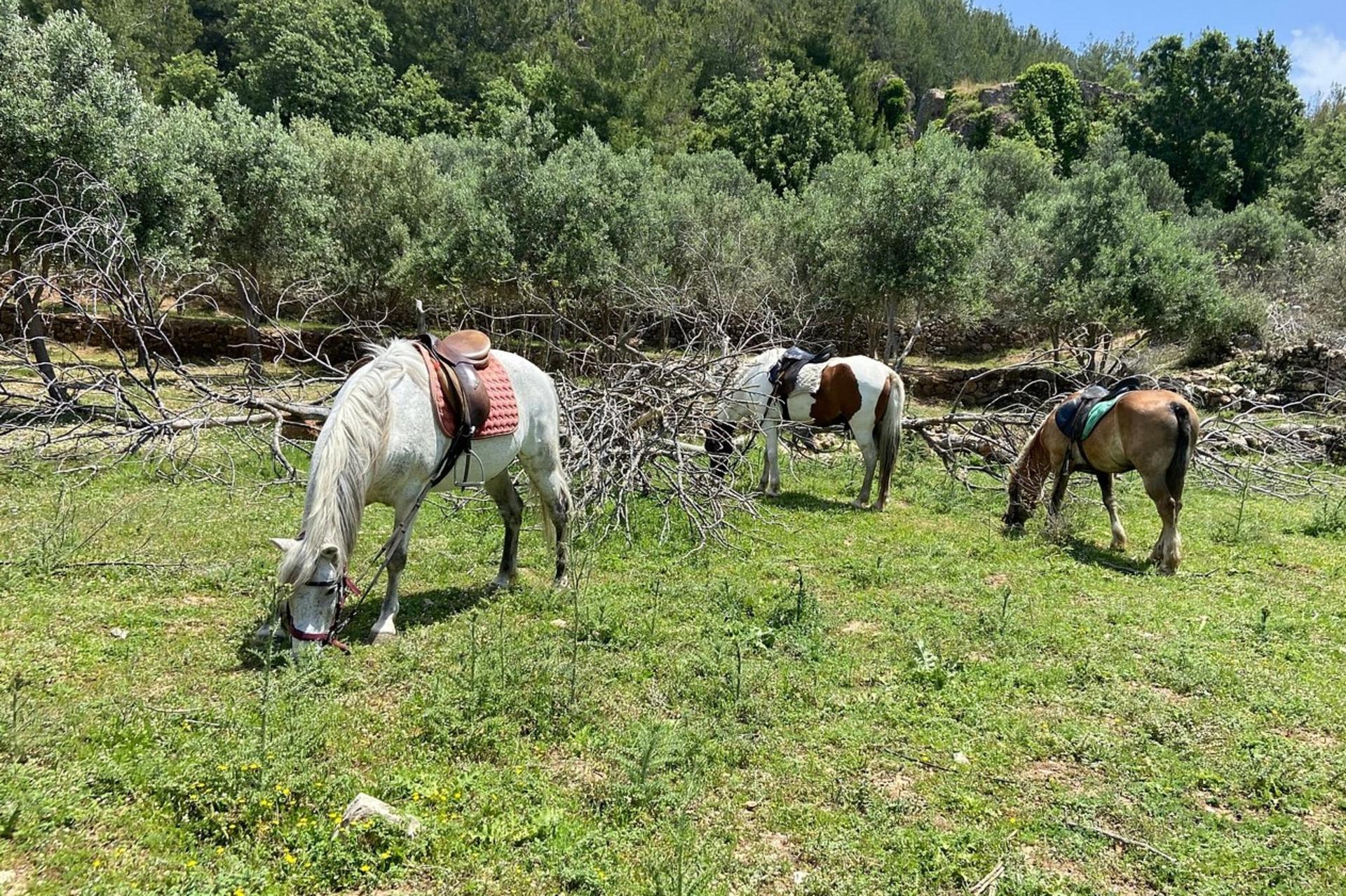 Alanya: Horseback Ride Through Nature near Syedra Ruins - Thumbnail 4
