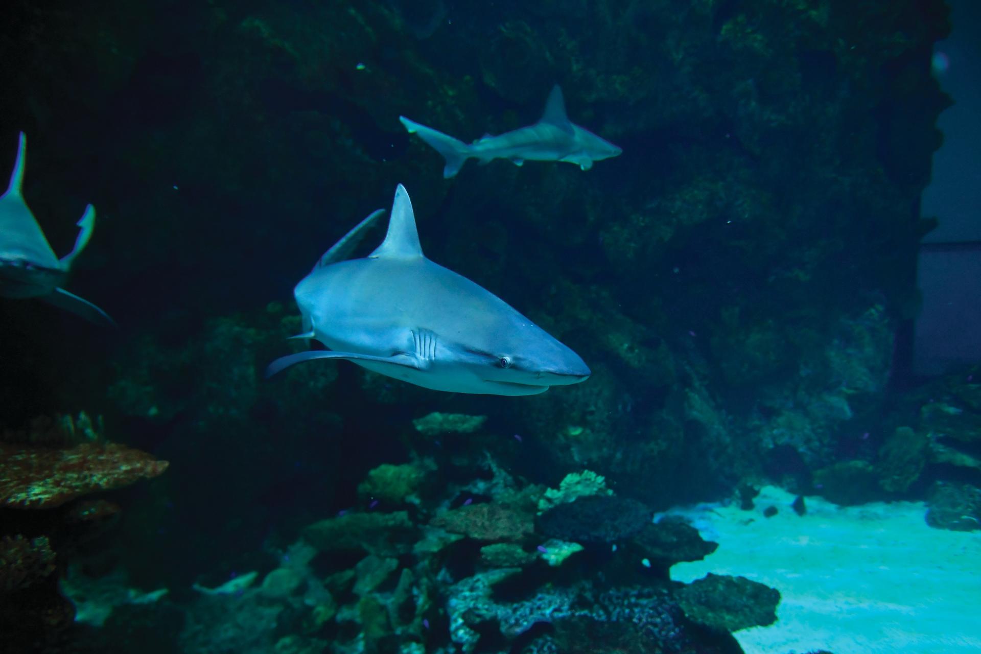 Shark Reef Aquarium Admission in Las Vegas - Thumbnail 7