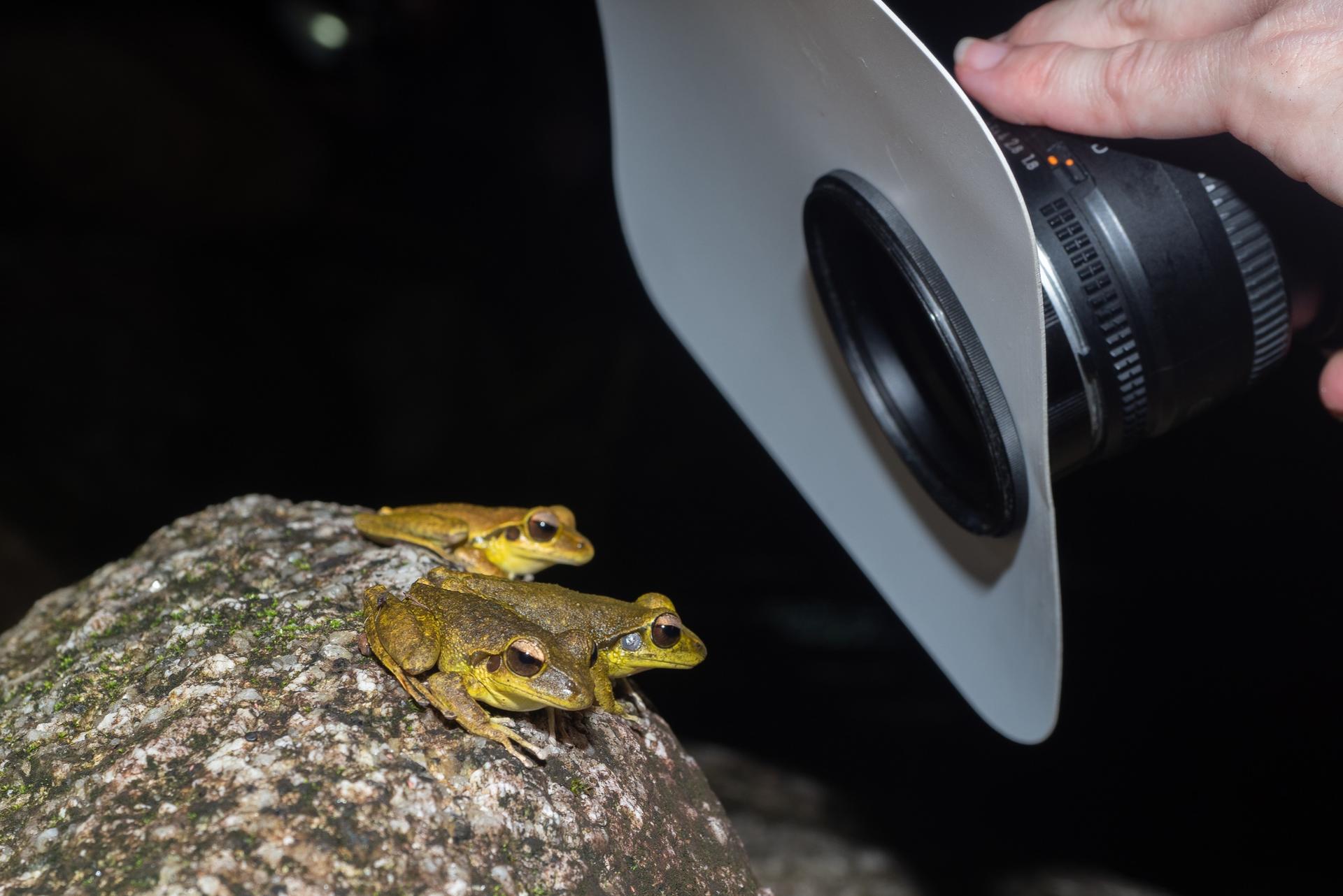 Night Walk Photography Tour at the Cairns Botanic Gardens  - Thumbnail 7