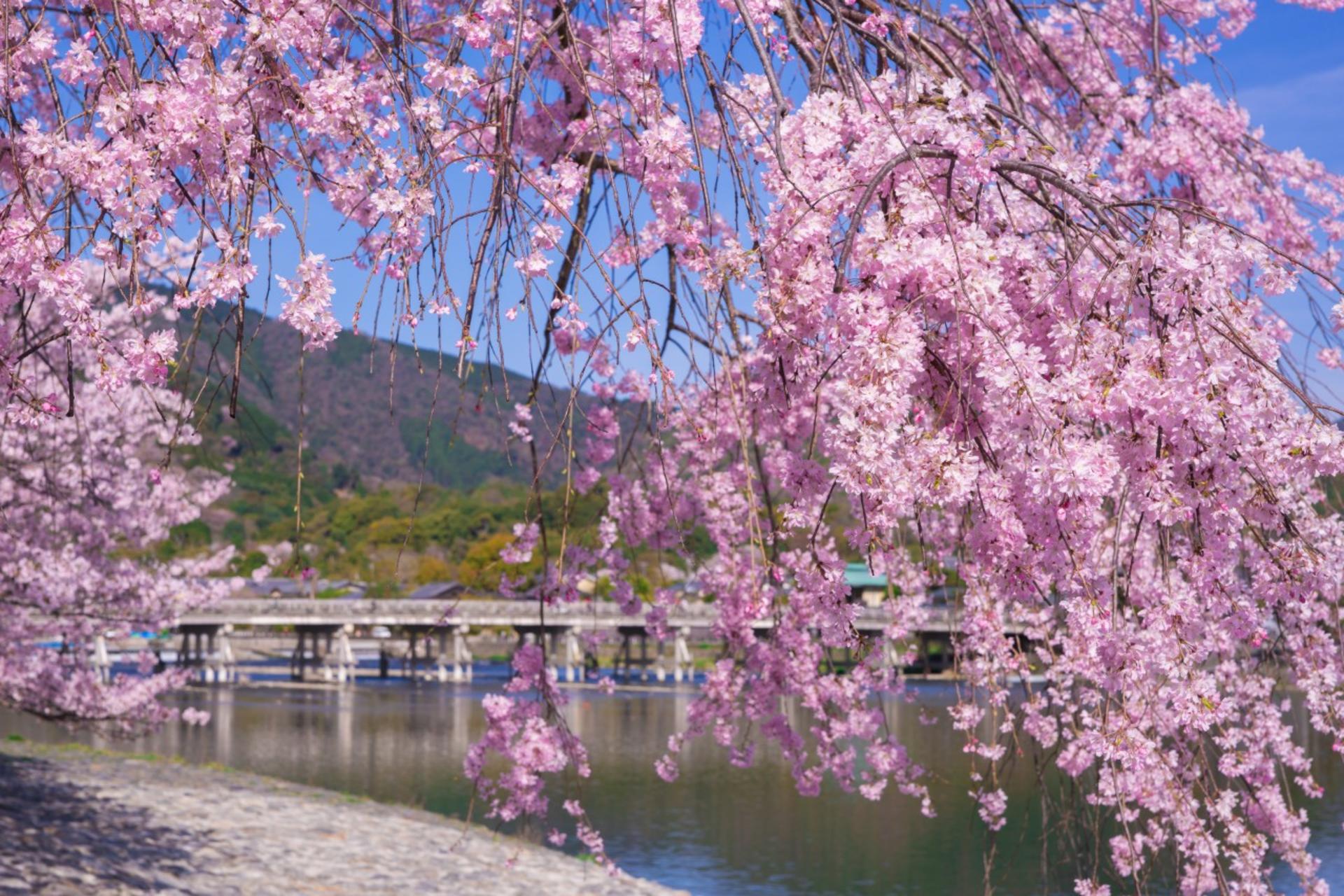 Kyoto Arashiyama Scenic & Cultural Exploration and Nara Adorable Deer Fun Experience Day Tour - Thumbnail 2