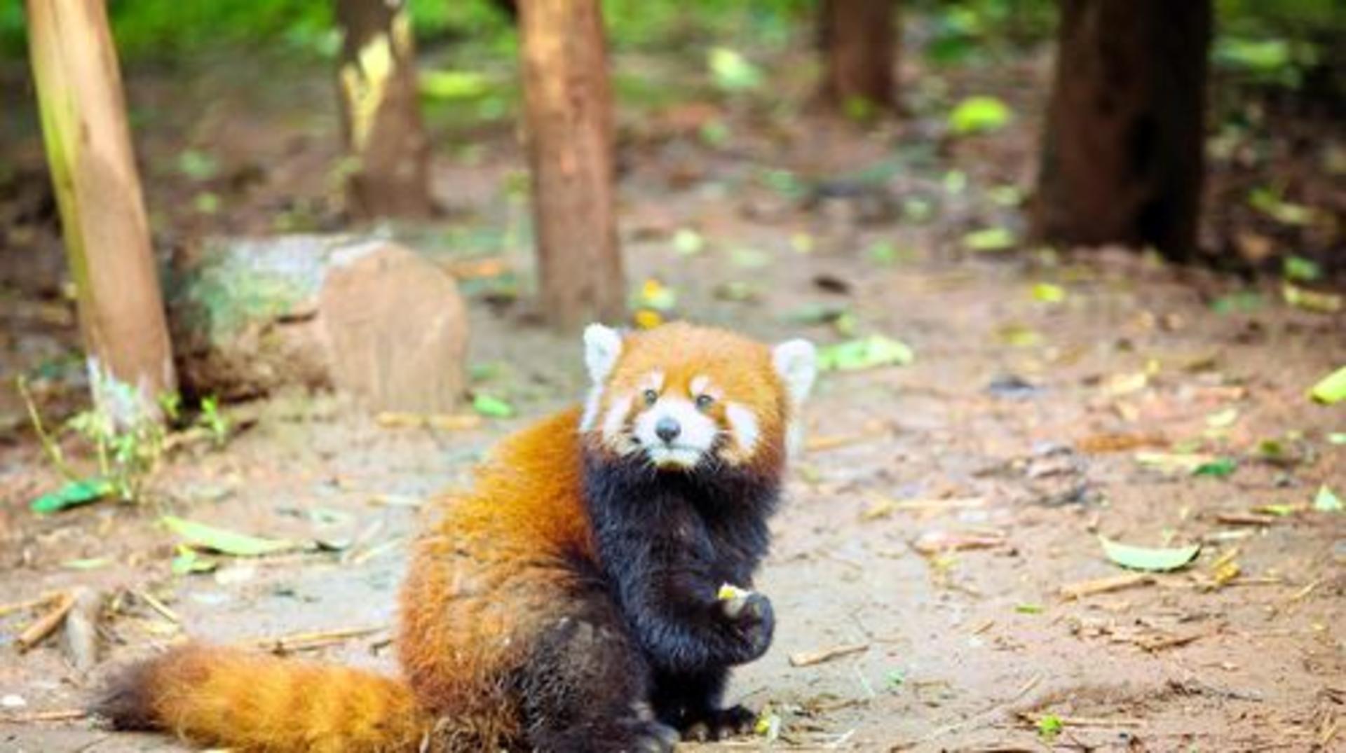 Chengdu Zoo - Image 1