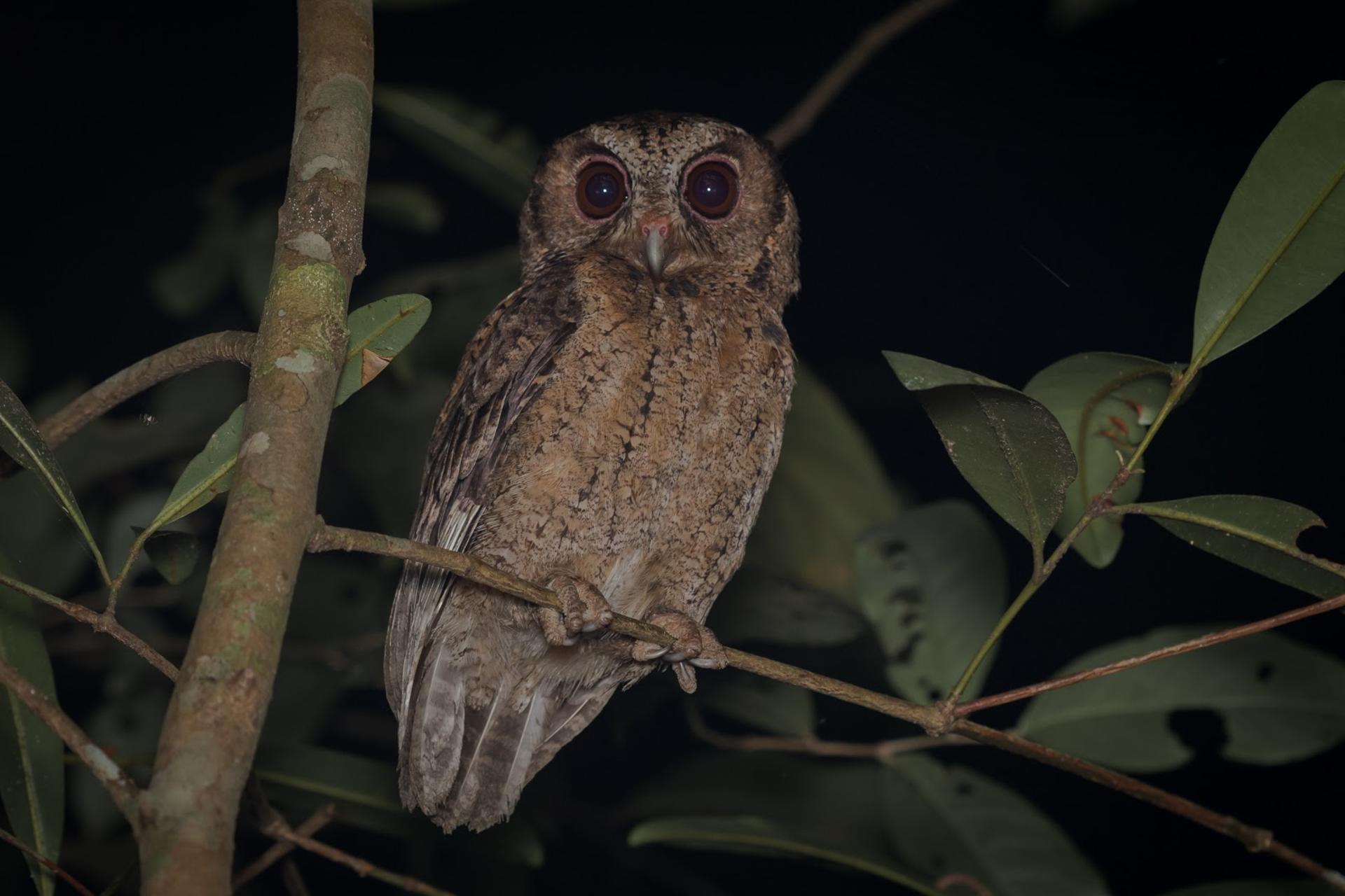 Naturalist Night Adventure by The Untamed Paths - Thumbnail 3