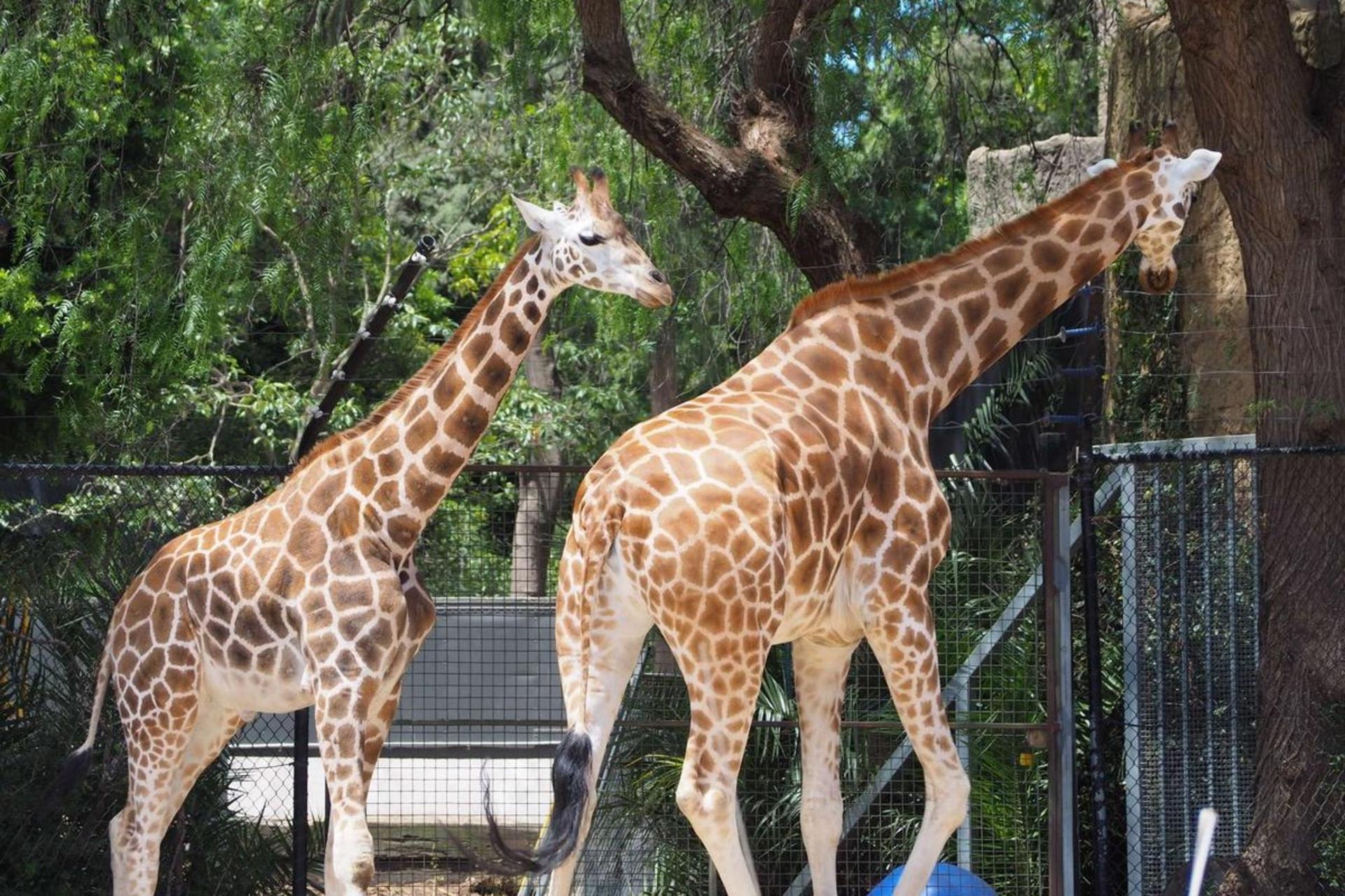 Melbourne Zoo Ticket  - Thumbnail 17
