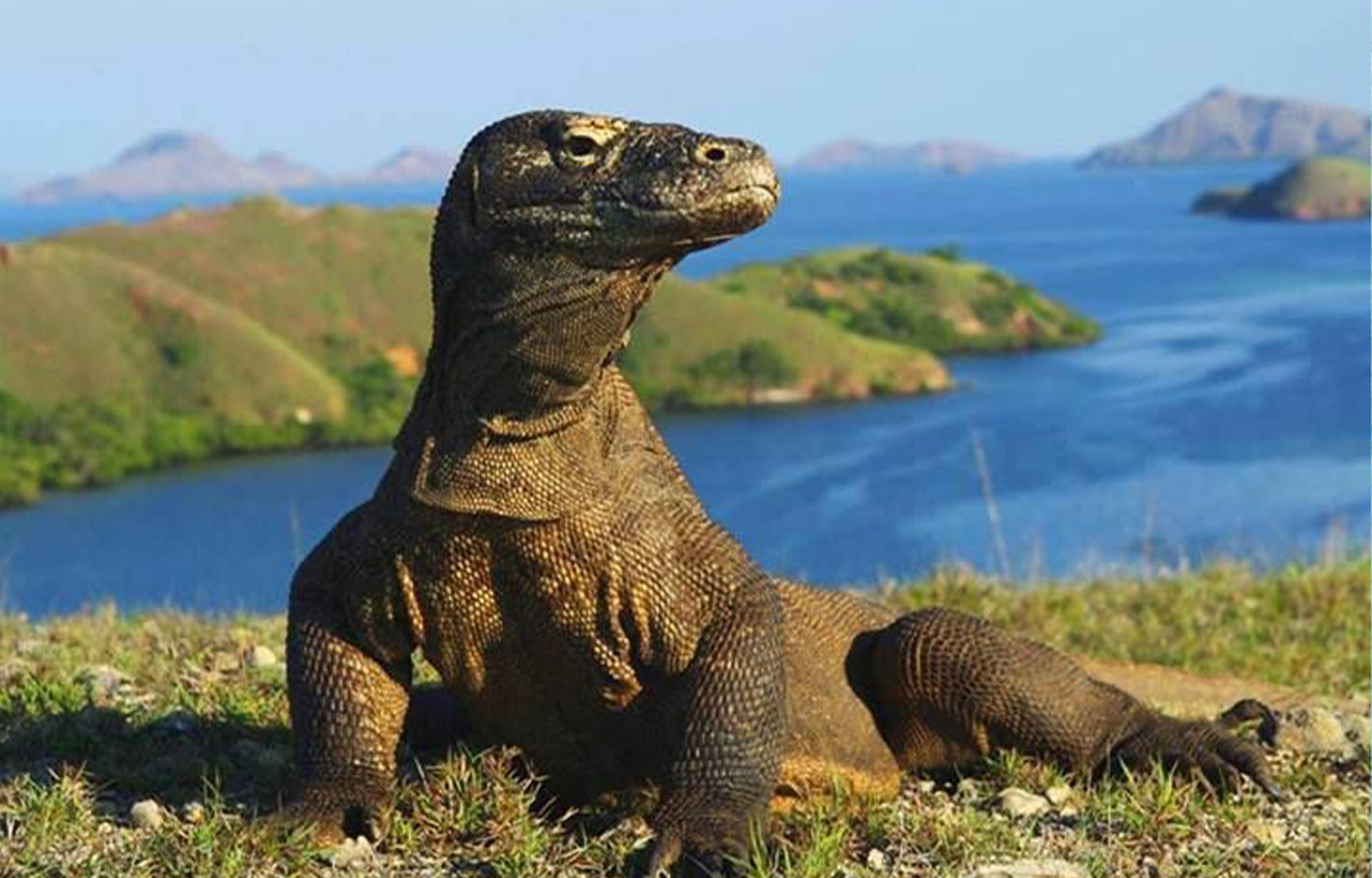 Komodo National Park Full-Day Guided Tour - Thumbnail 4