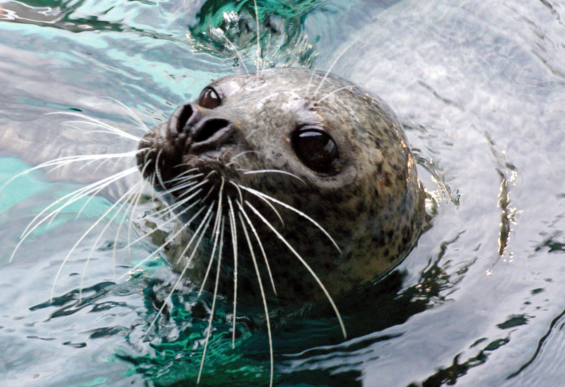 Shinagawa Aquarium Admission Ticket in Tokyo - Thumbnail 8