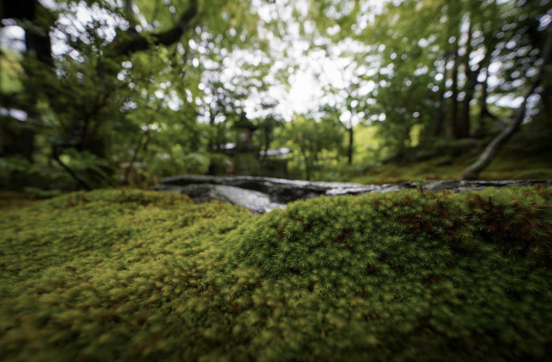 Kyoto: Zen Meditation at a Private Temple with a Monk - Thumbnail 6