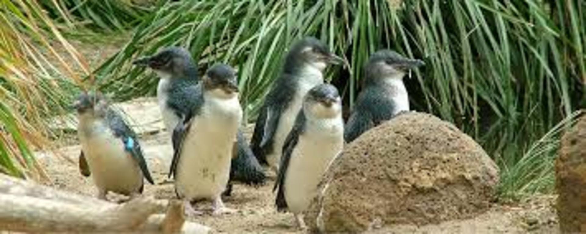 Melbourne Penguins Koalas Kangroos TOUR-Melbourne City Tour JEWELS - Image 1