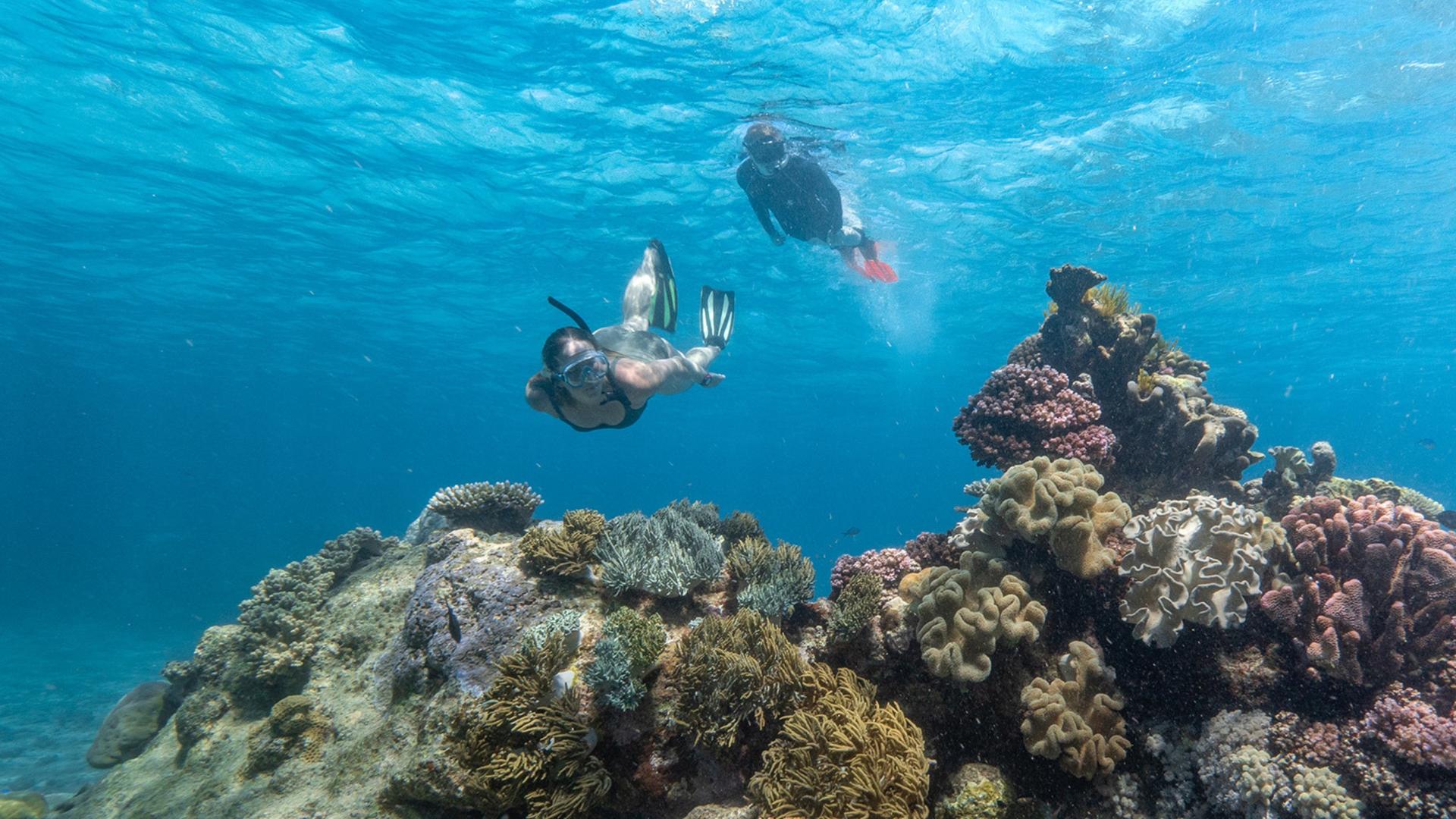AquaQuest Day Trip to the Outer Reef - Thumbnail 6