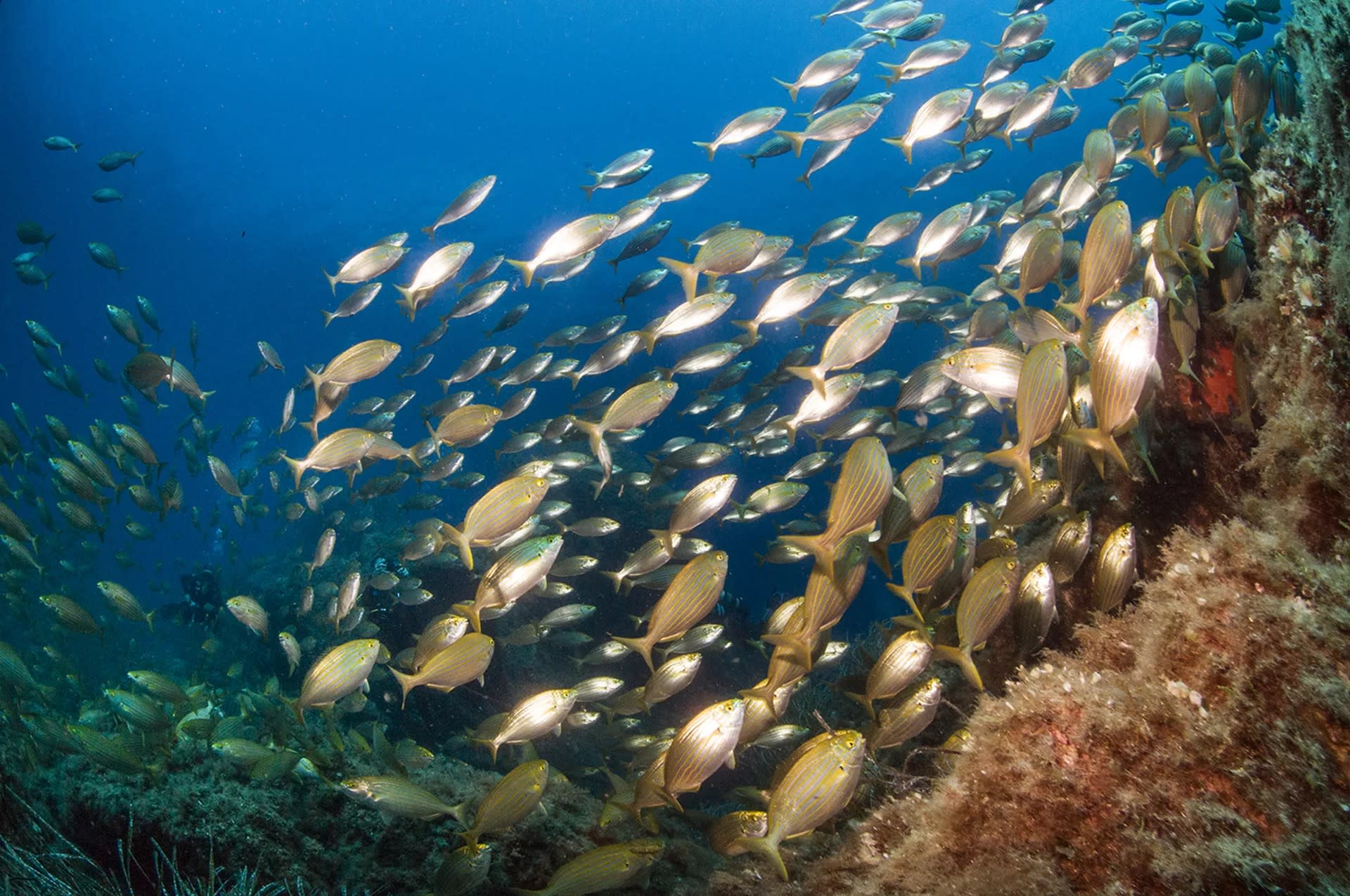 Snorkel Safari in San Teodoro: Half-Day Excursion with PADI Center - Thumbnail 3